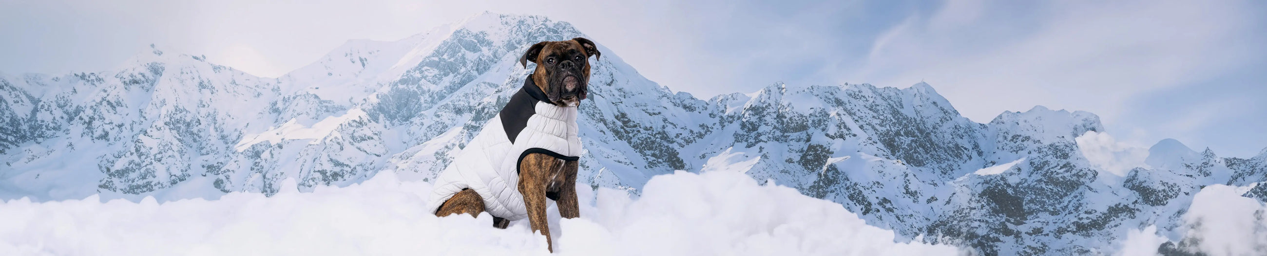 BLACK-LABEL-COLLECTION GF Pet Official Online Store