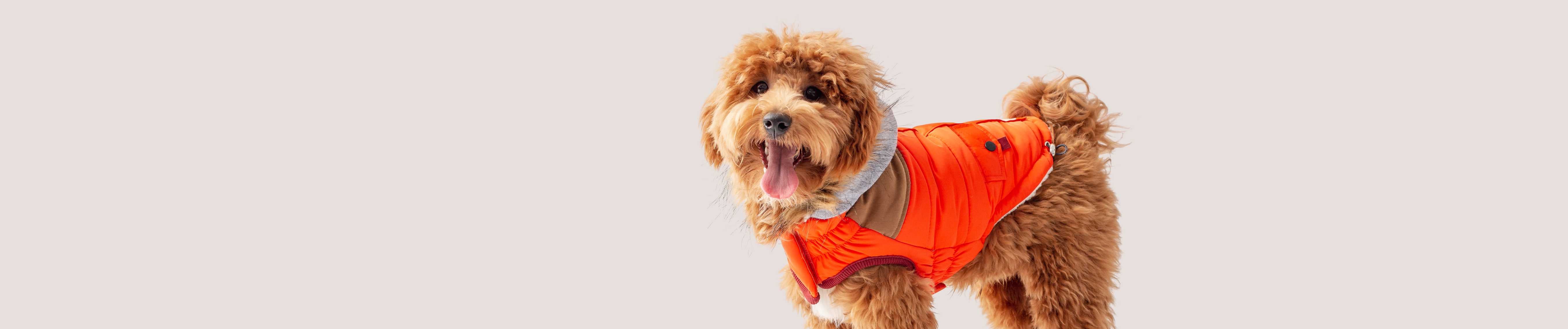 GF PET Sale Dog Accessories & Products on Sale