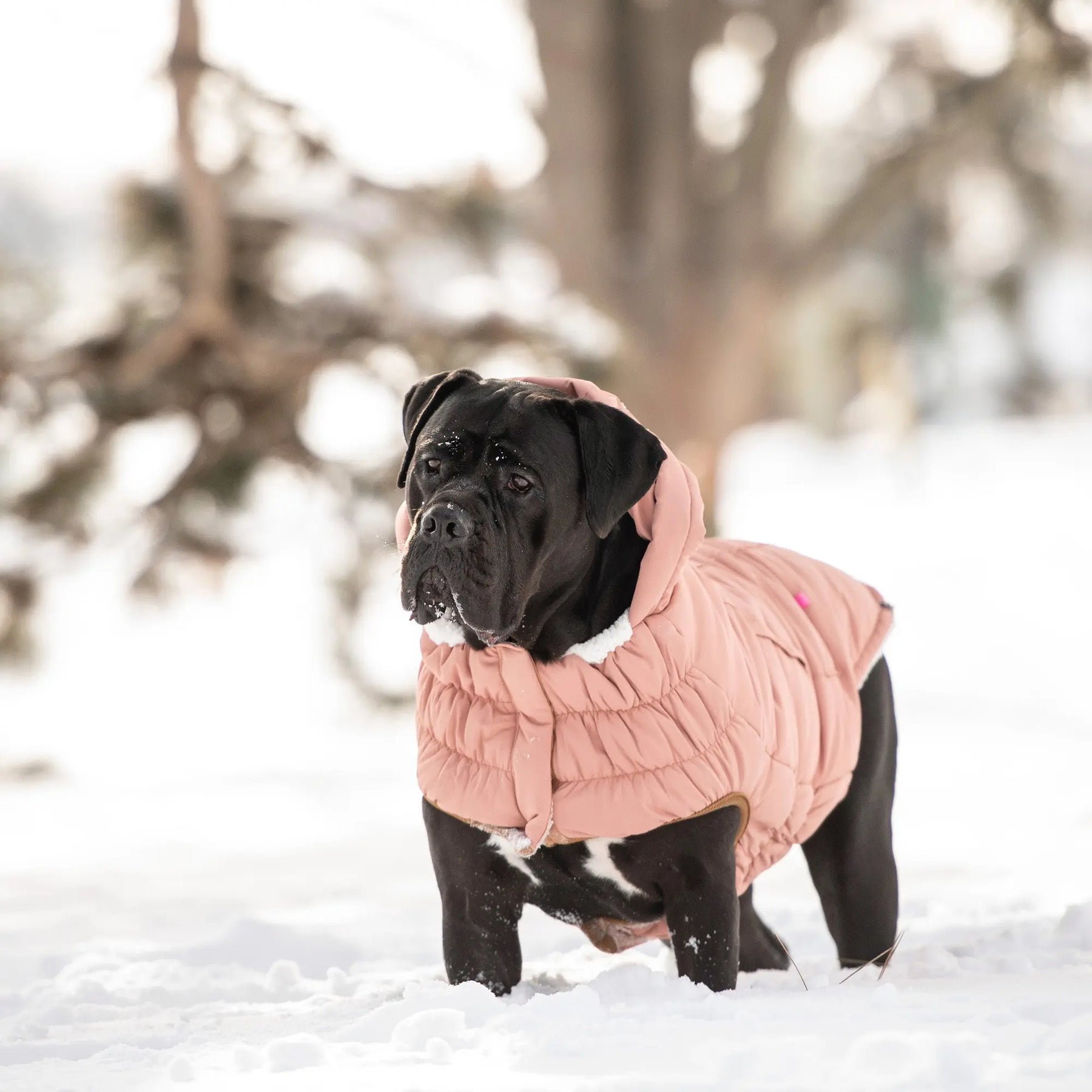 Arctic Parka | Dog Coat | Clay GF PET Apparel GF Pet Official Online Store