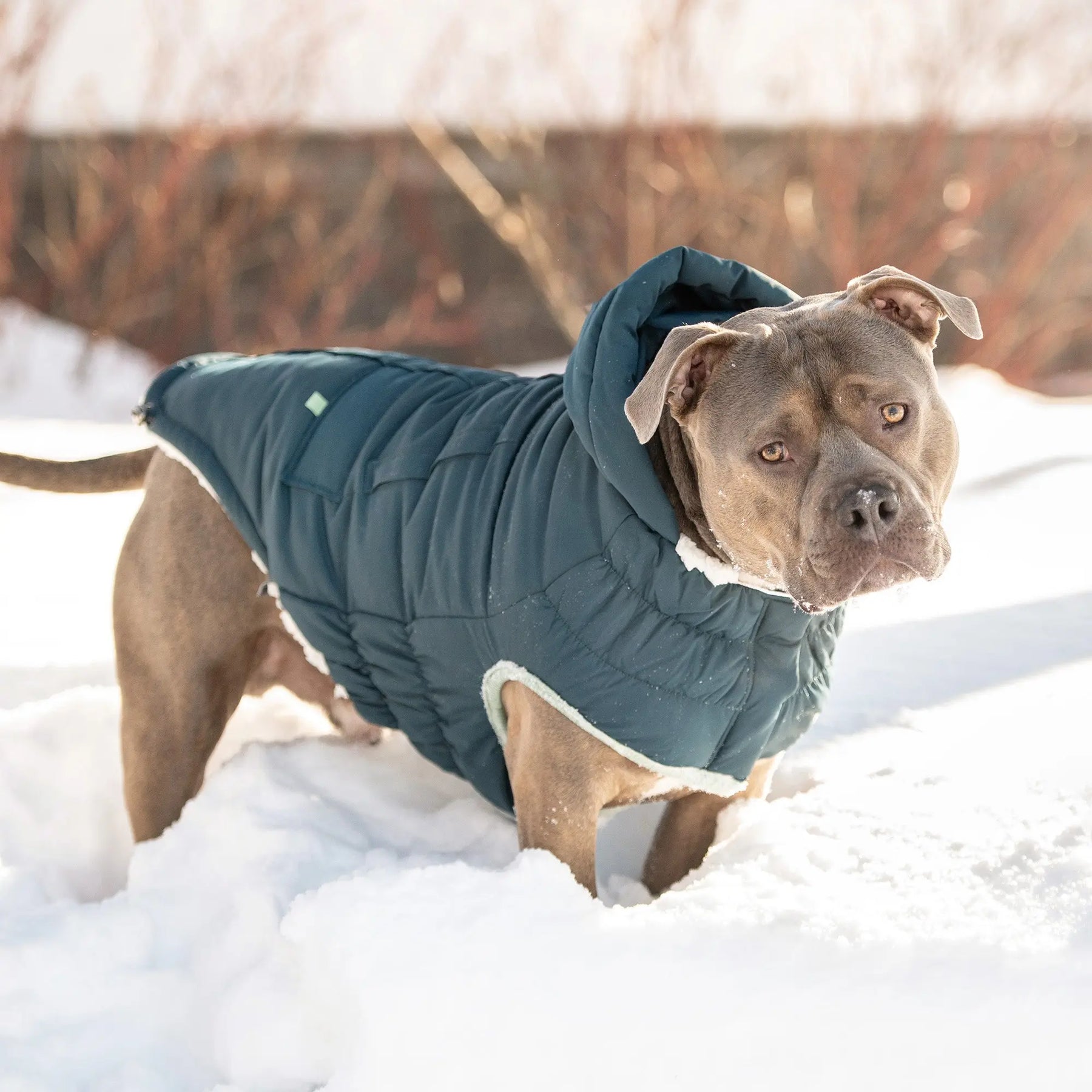 Arctic Parka | Dog Coat | Dark Teal GF PET Apparel GF Pet Official Online Store