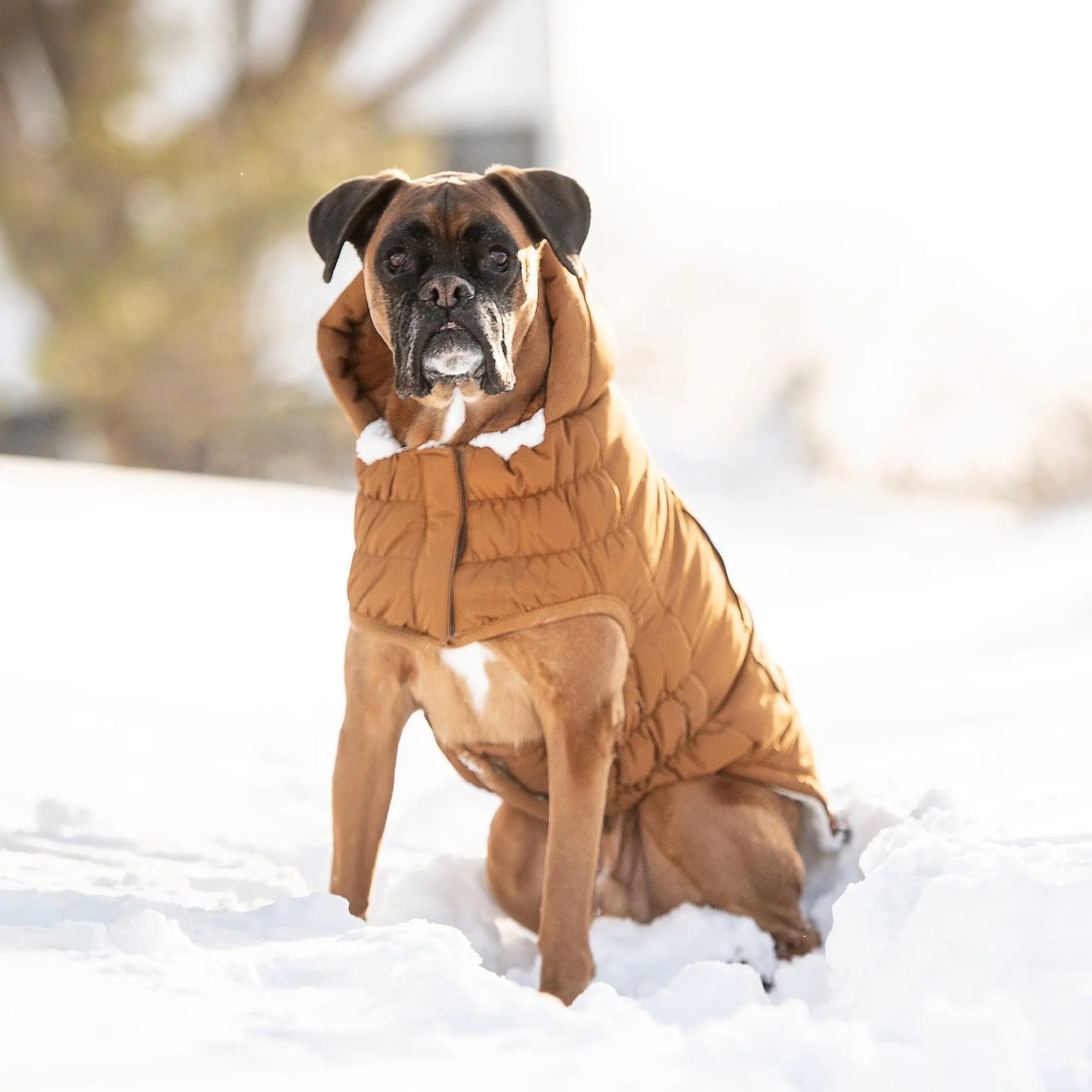 Arctic Parka | Dog Coat | Wood GF PET Apparel GF Pet Official Online Store
