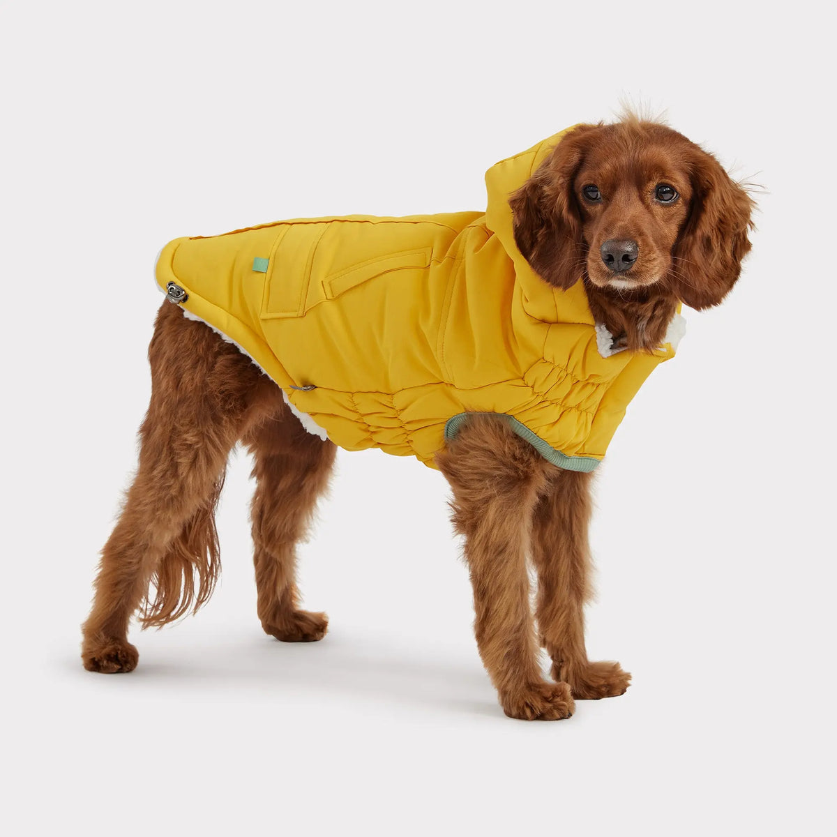 Arctic Parka | Dog Coat | Yellow GF PET Apparel GF Pet Official Online Store