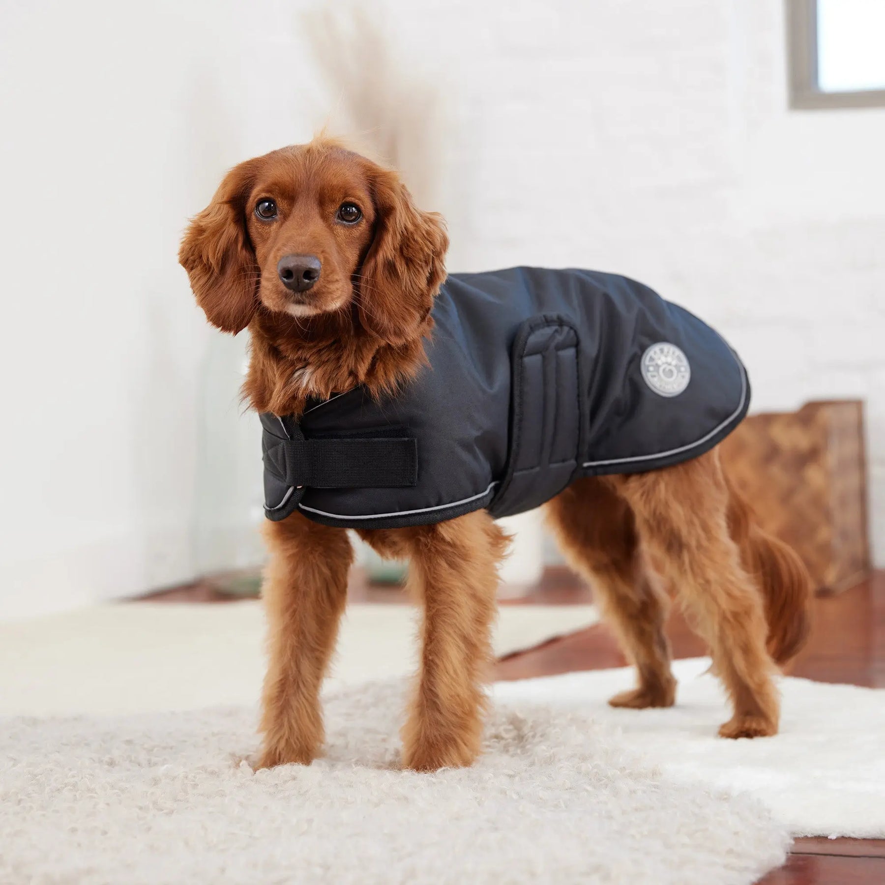 Blanket Dog Jacket | Black GF PET Apparel GF Pet Official Online Store