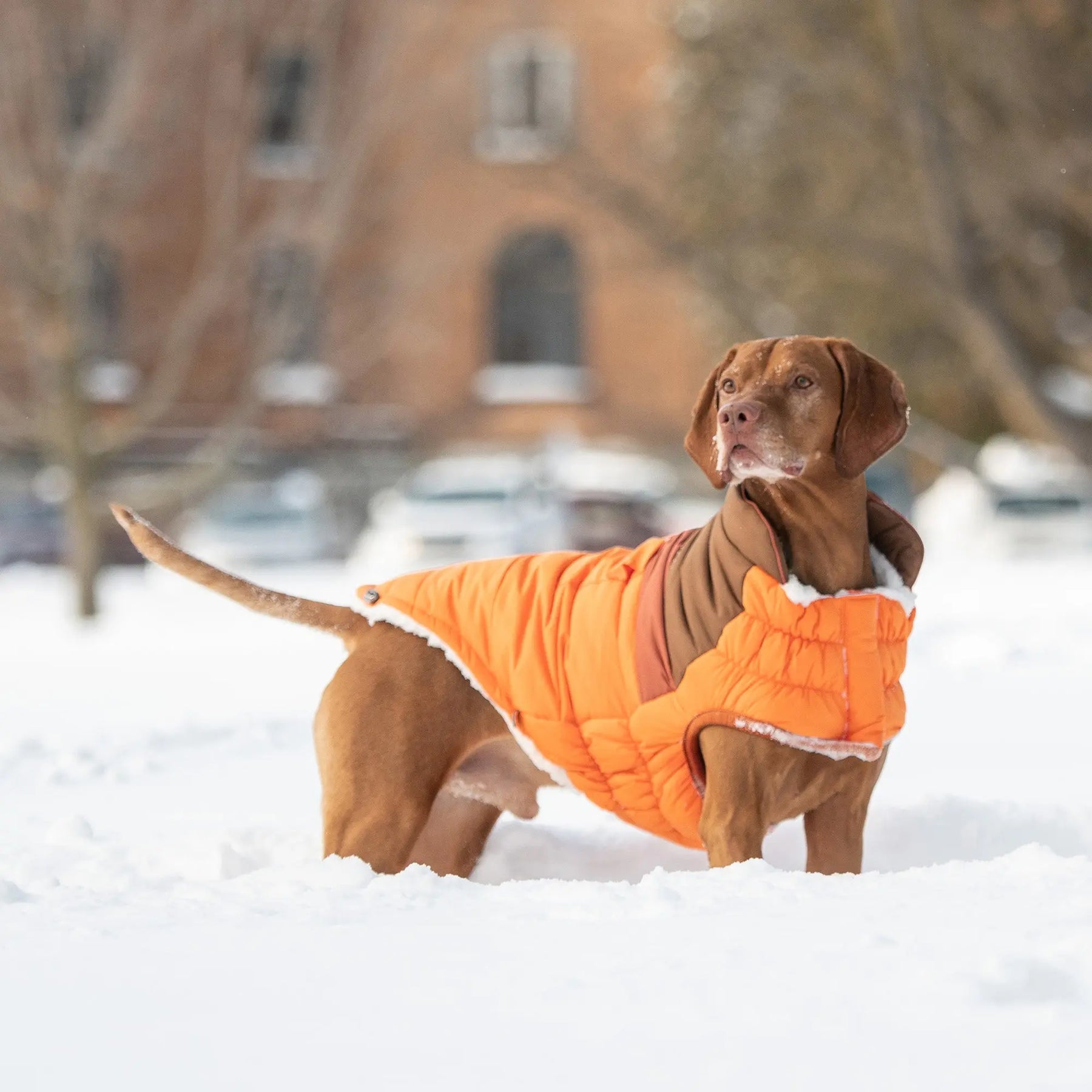 Camplife Puffer |  Dog Coat | Orange GF PET Apparel GF Pet Official Online Store