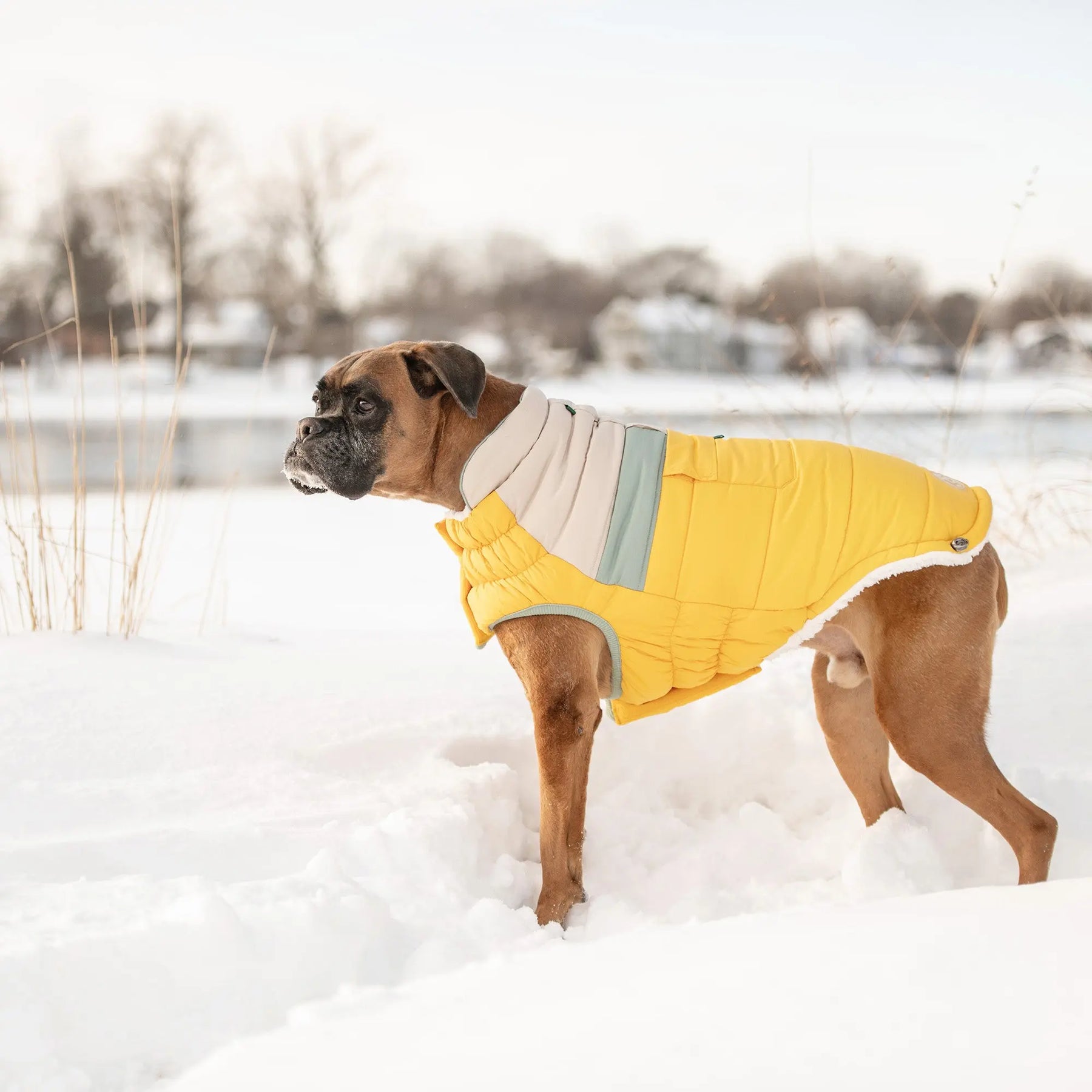 Camplife Puffer |  Dog Coat | Yellow GF PET Apparel GF Pet Official Online Store