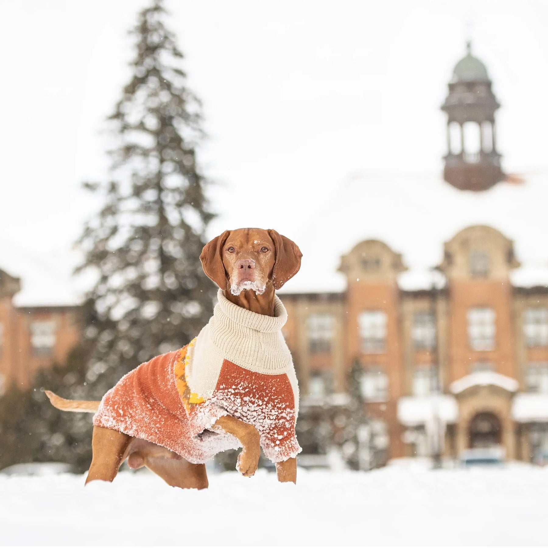 Fireside Dog Sweater | Chili GF Pet Official Online Store Apparel GF Pet Official Online Store