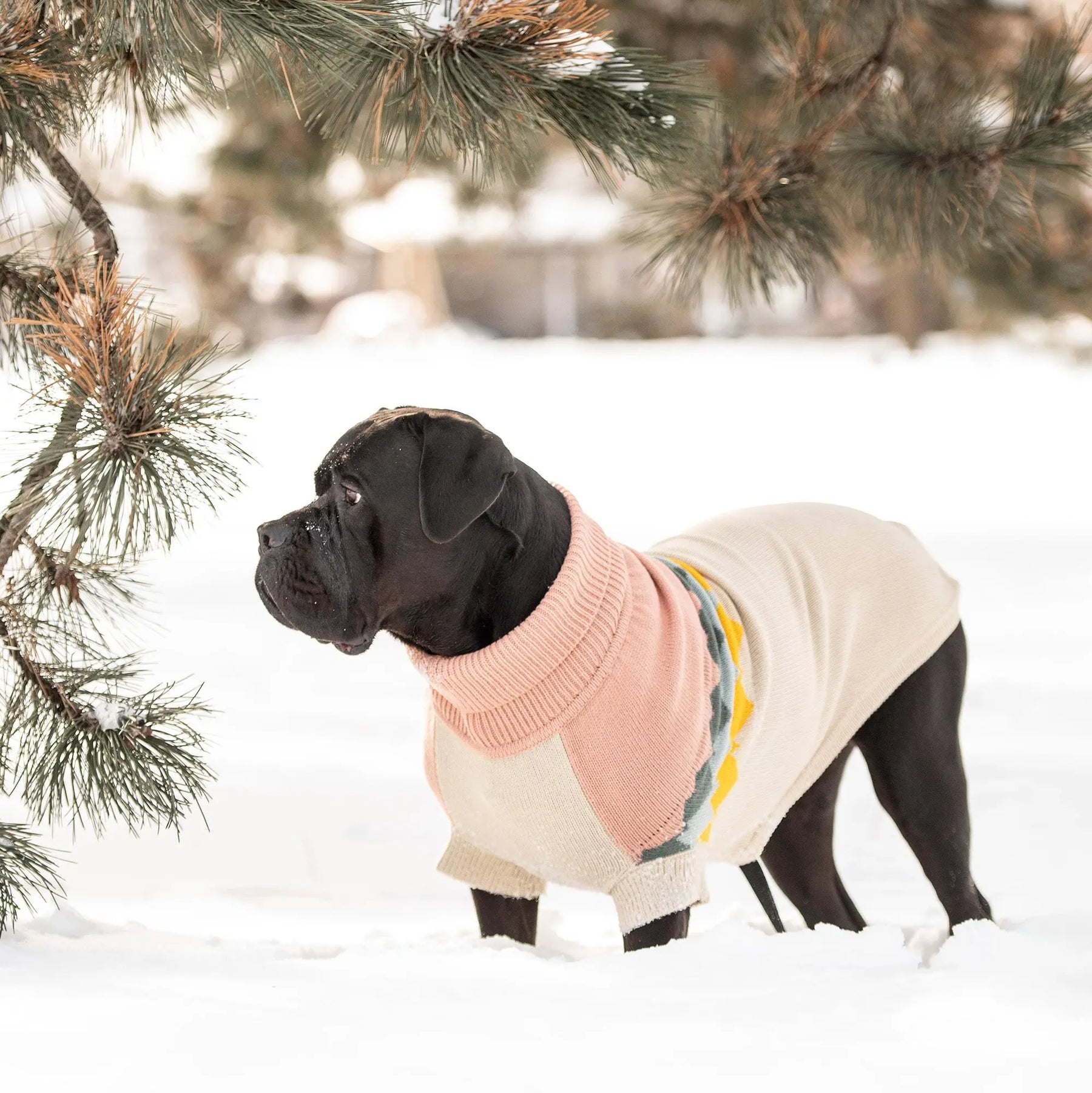 Fireside Dog Sweater | Clay GF Pet Official Online Store Apparel GF Pet Official Online Store