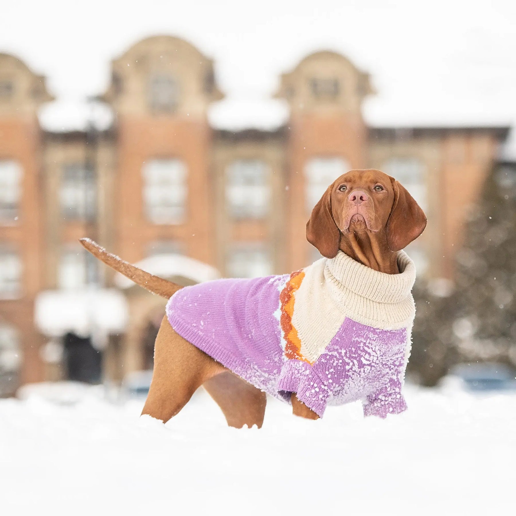 Fireside Dog Sweater | Purple GF Pet Official Online Store Apparel GF Pet Official Online Store