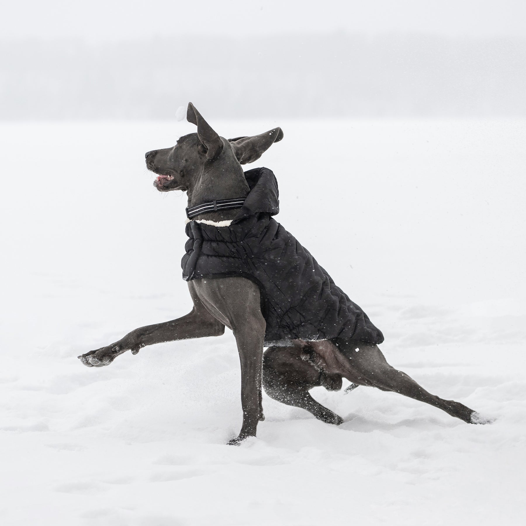 Parka pour chien nuage | Noir