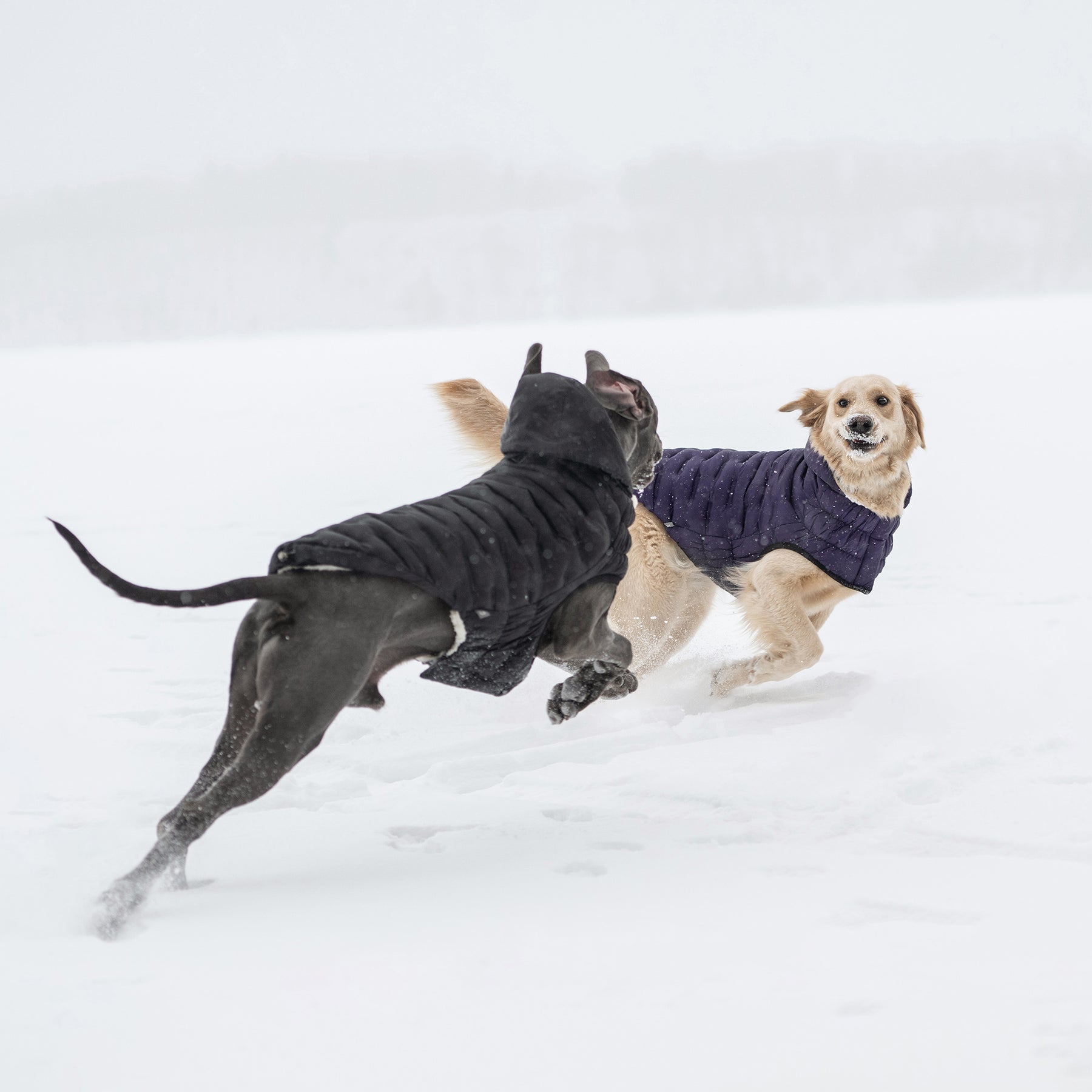 Parka pour chien nuage | Noir