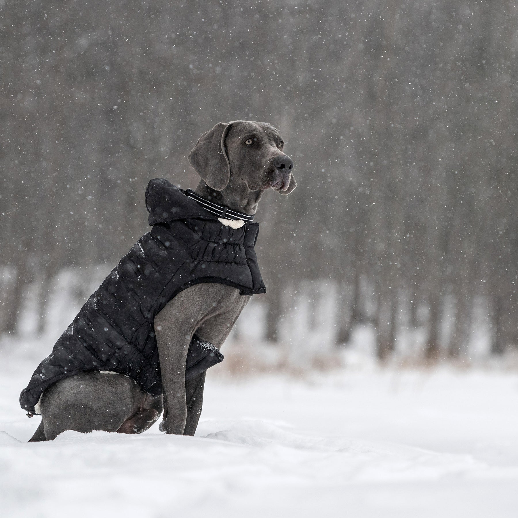 Parka pour chien nuage | Noir