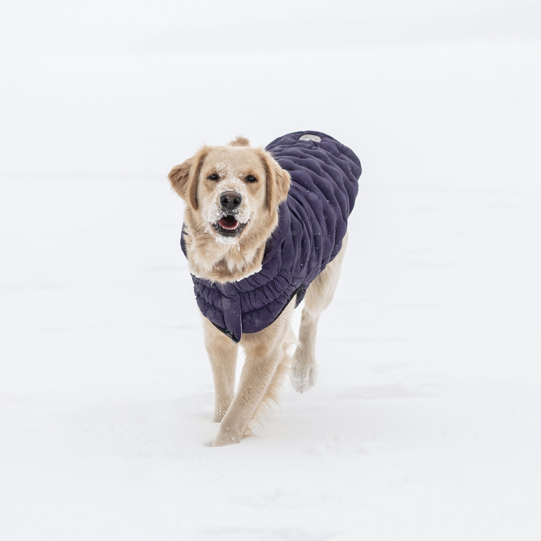 Parka pour chien nuage | Violet