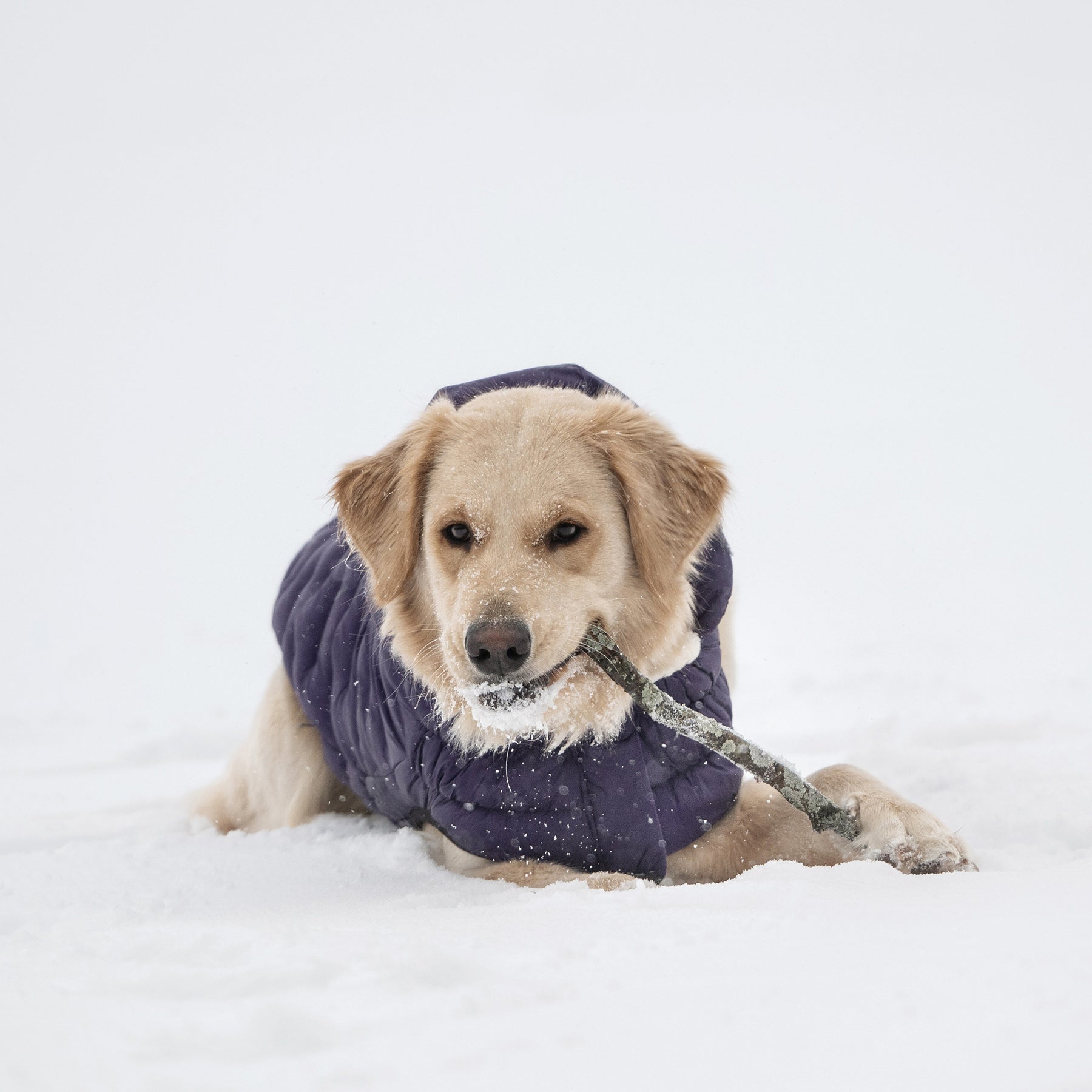 Parka pour chien nuage | Violet