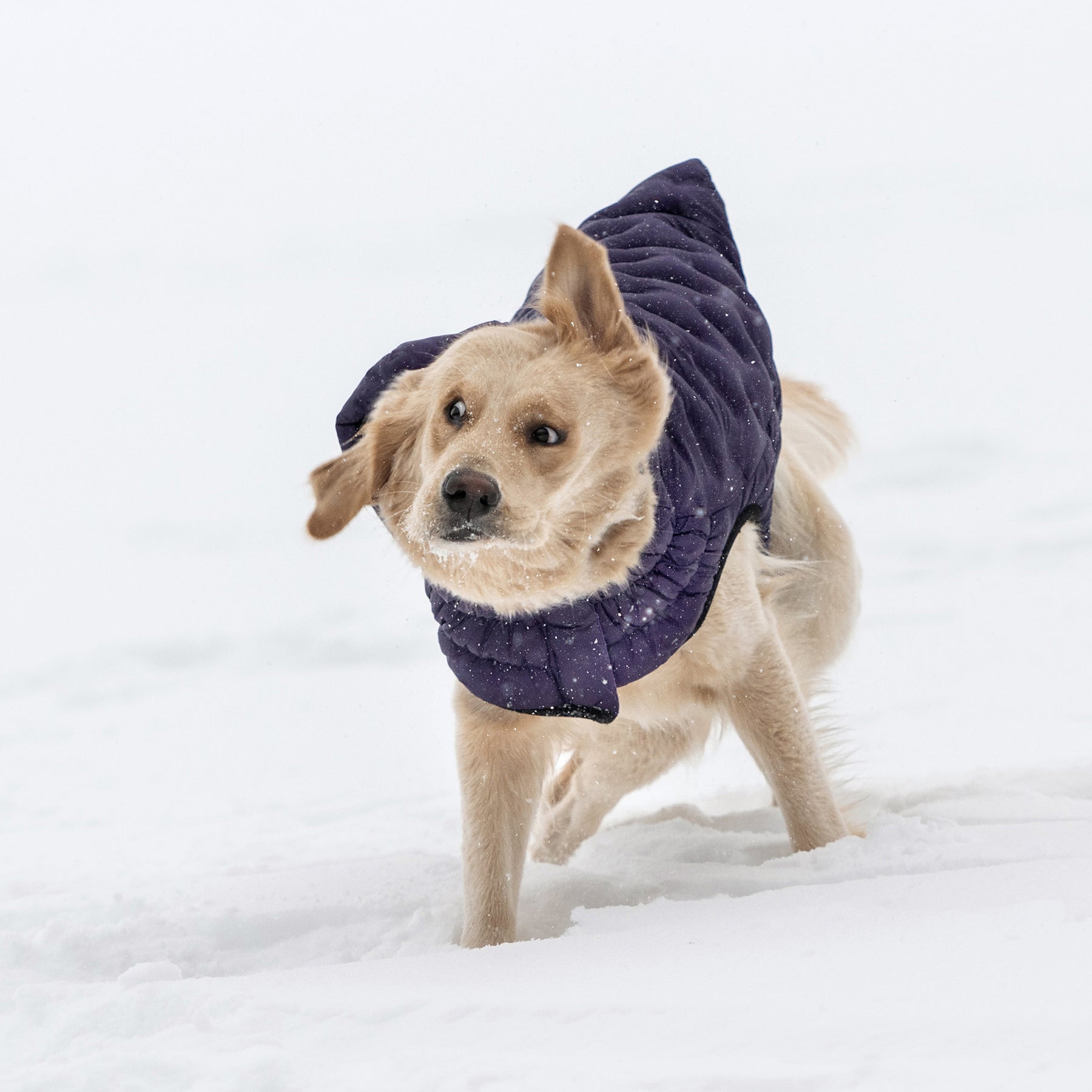 Parka pour chien nuage | Violet