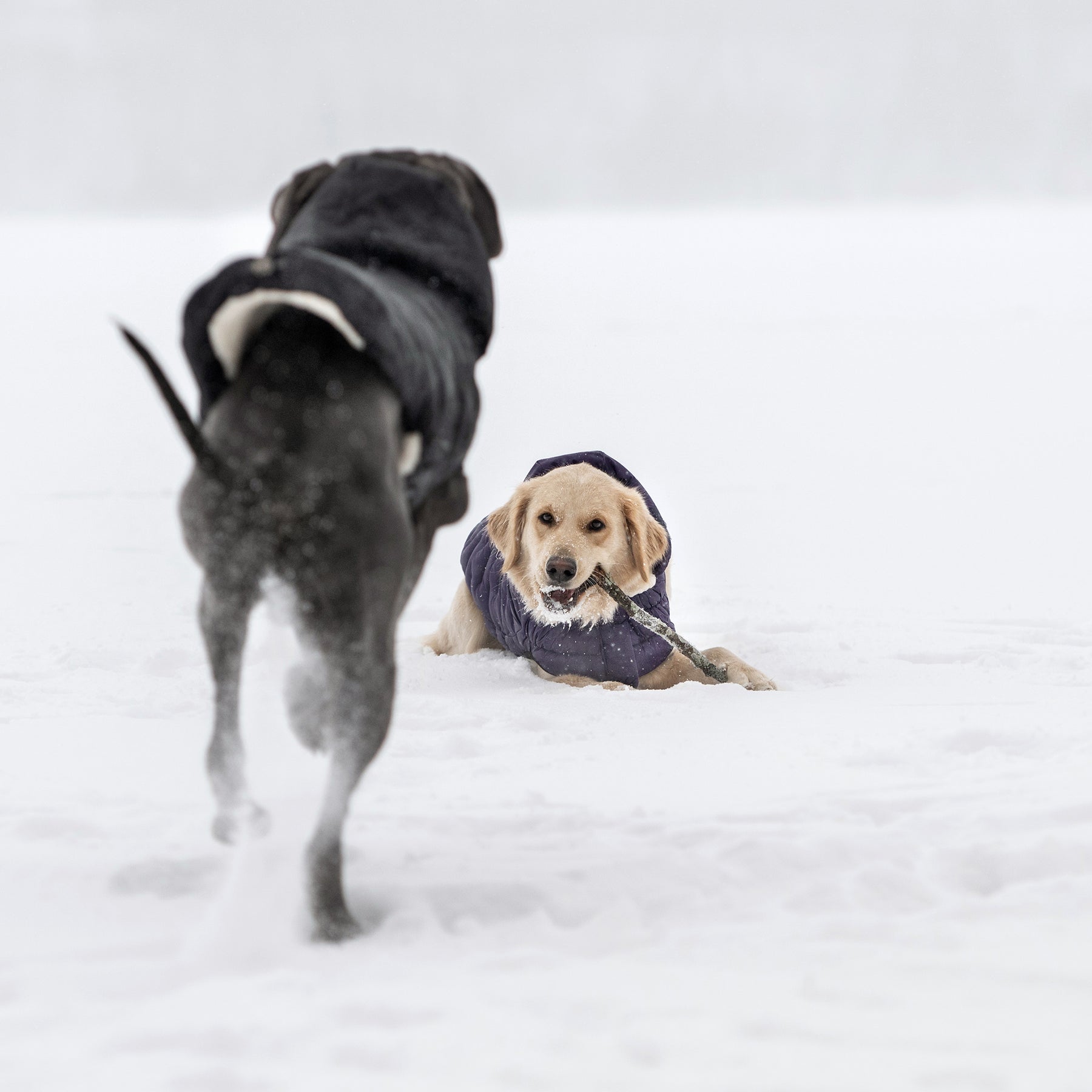 Parka pour chien nuage | Violet