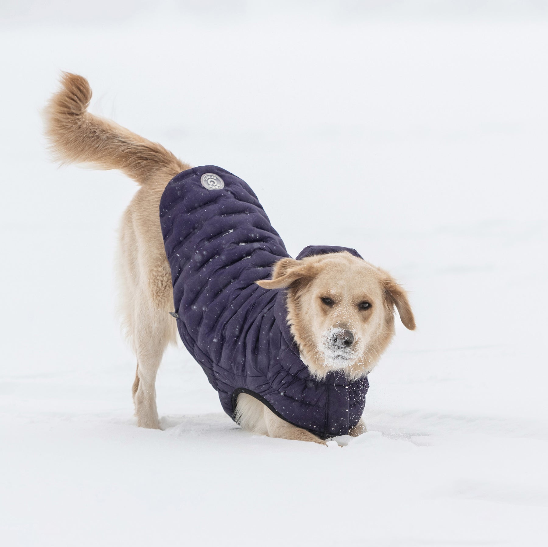 Parka pour chien nuage | Violet