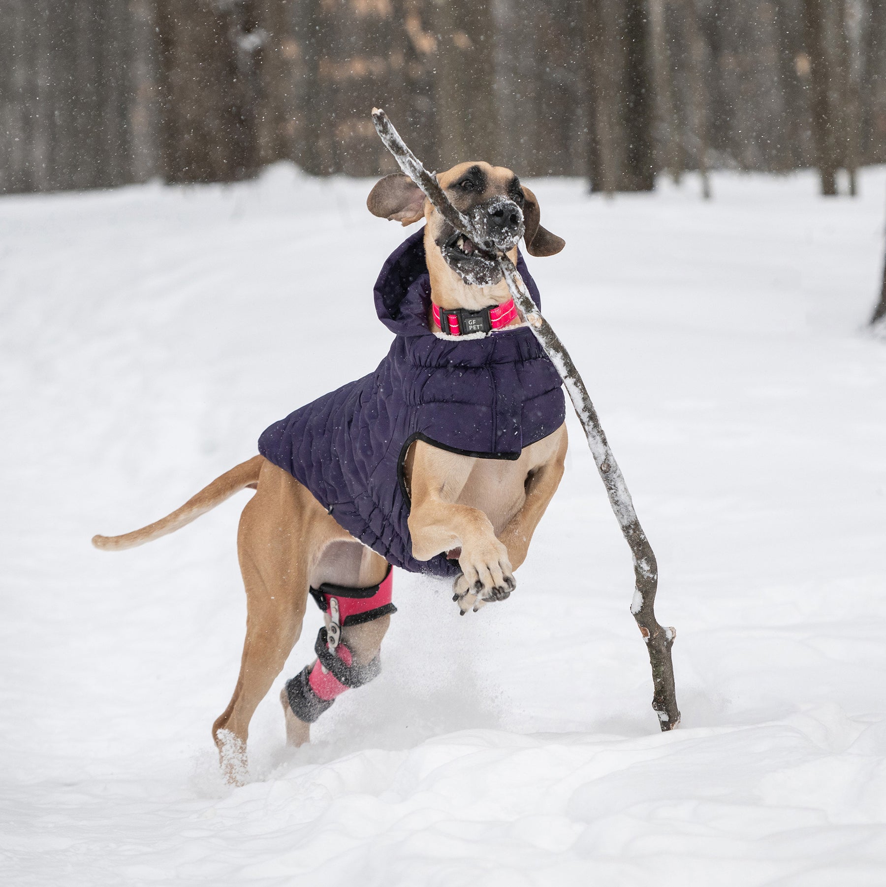Parka pour chien nuage | Violet