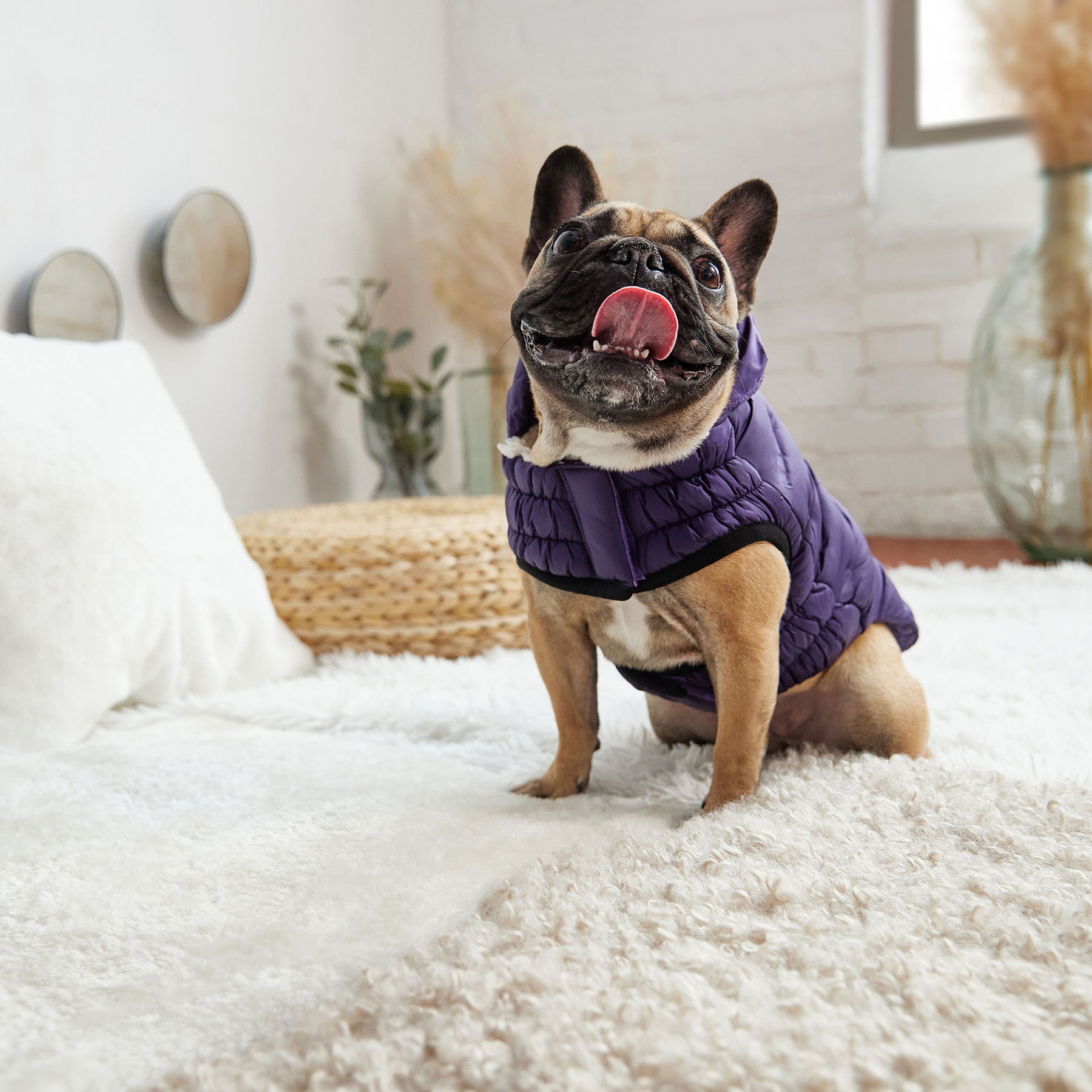 Parka pour chien nuage | Violet