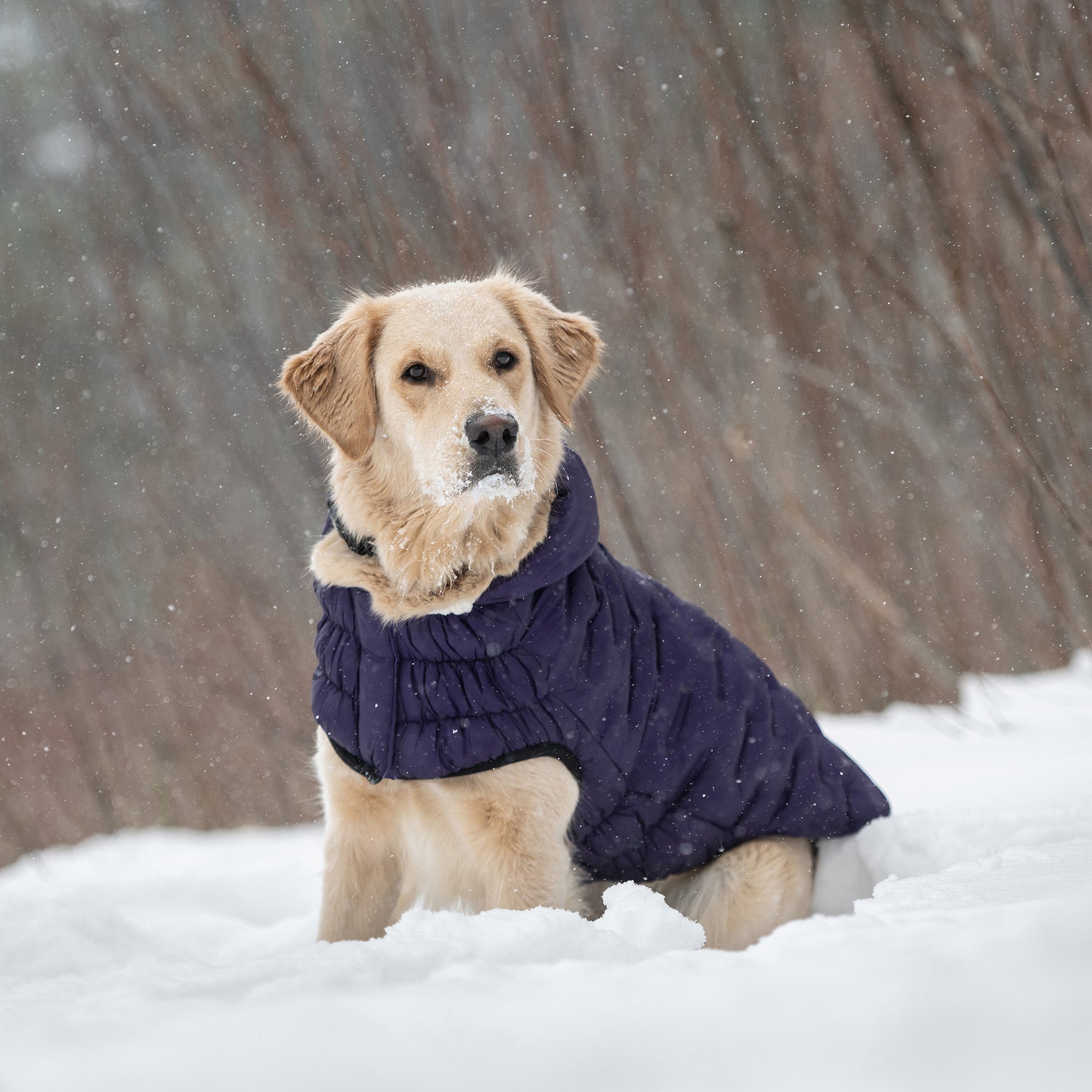 Parka pour chien nuage | Violet
