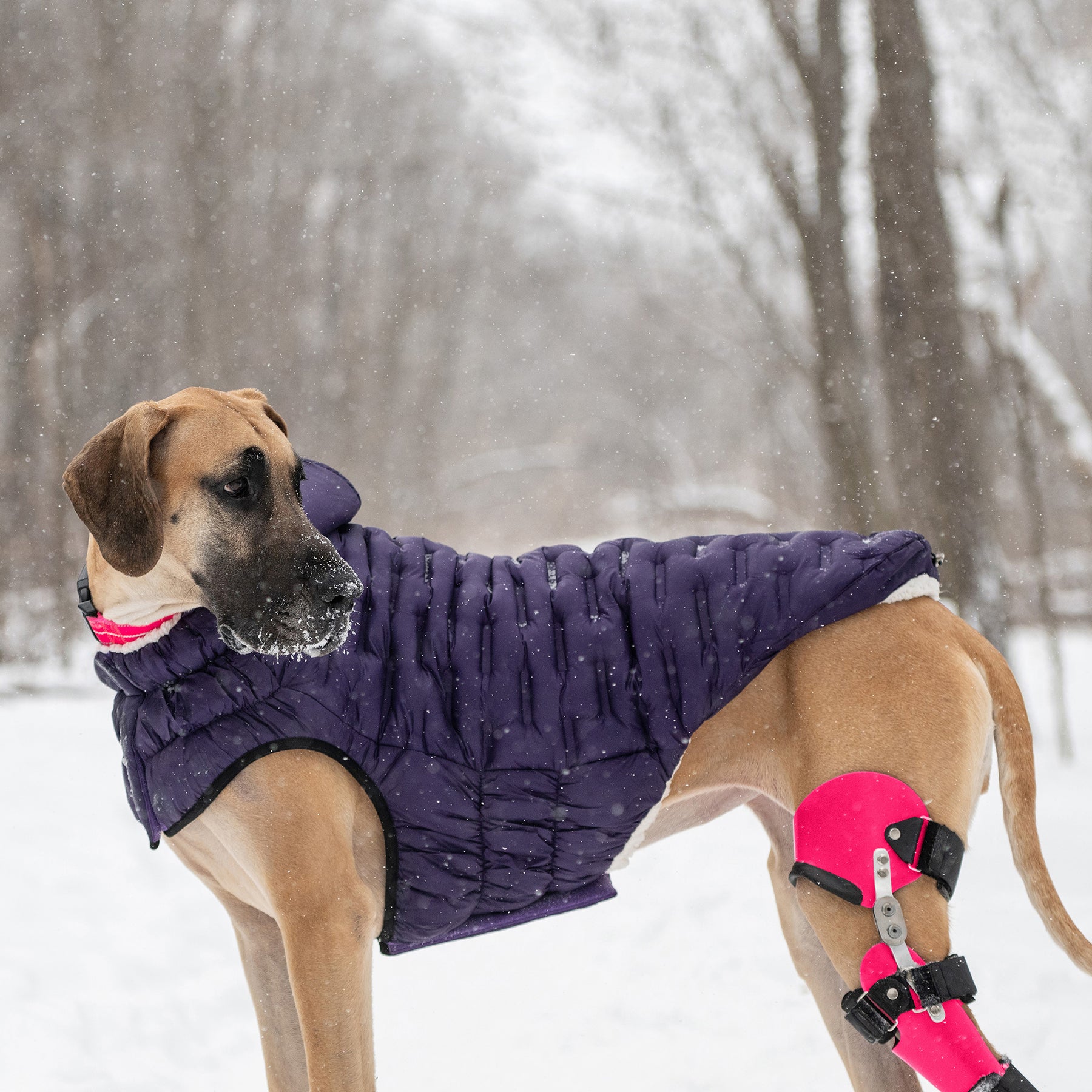 Parka pour chien nuage | Violet