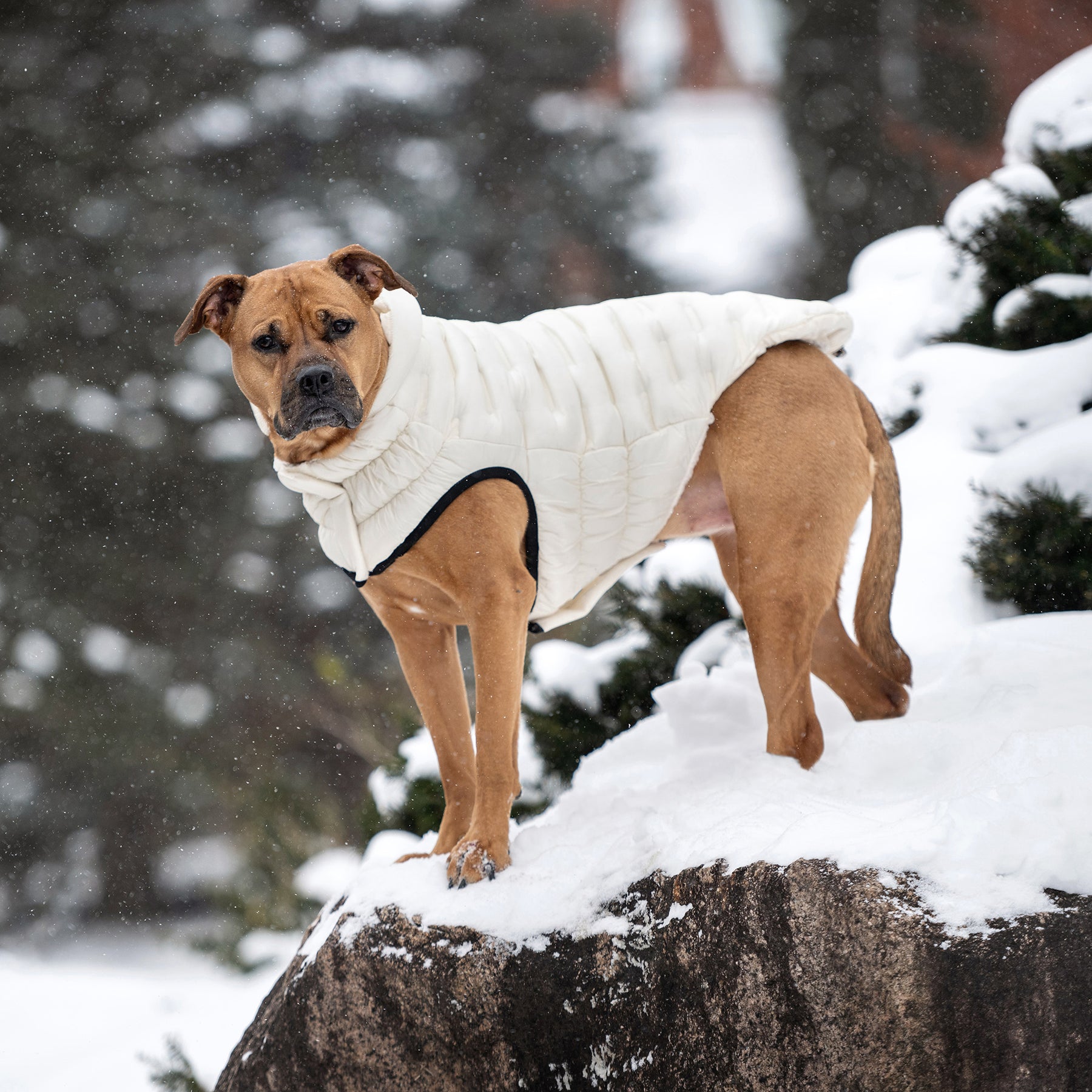 Parka pour chien nuage | Sable