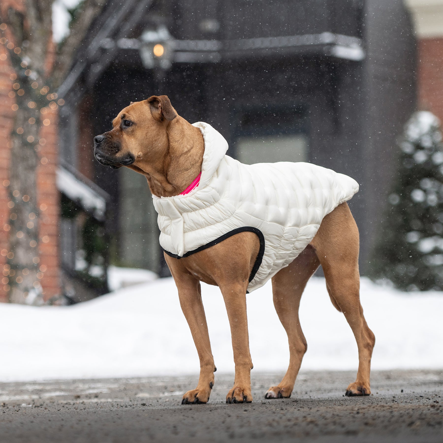 Parka pour chien nuage | Sable