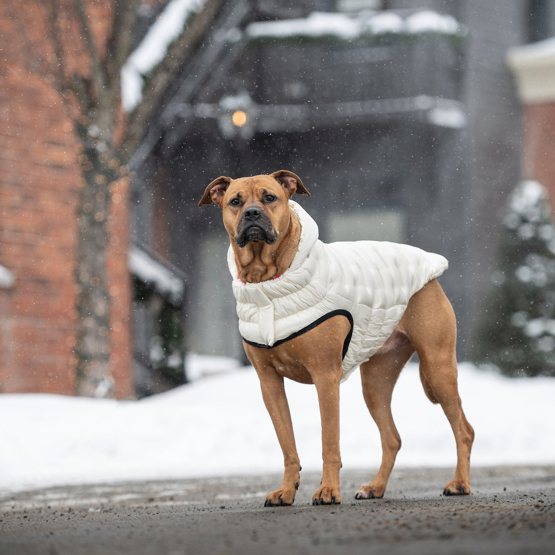 Parka pour chien nuage | Sable