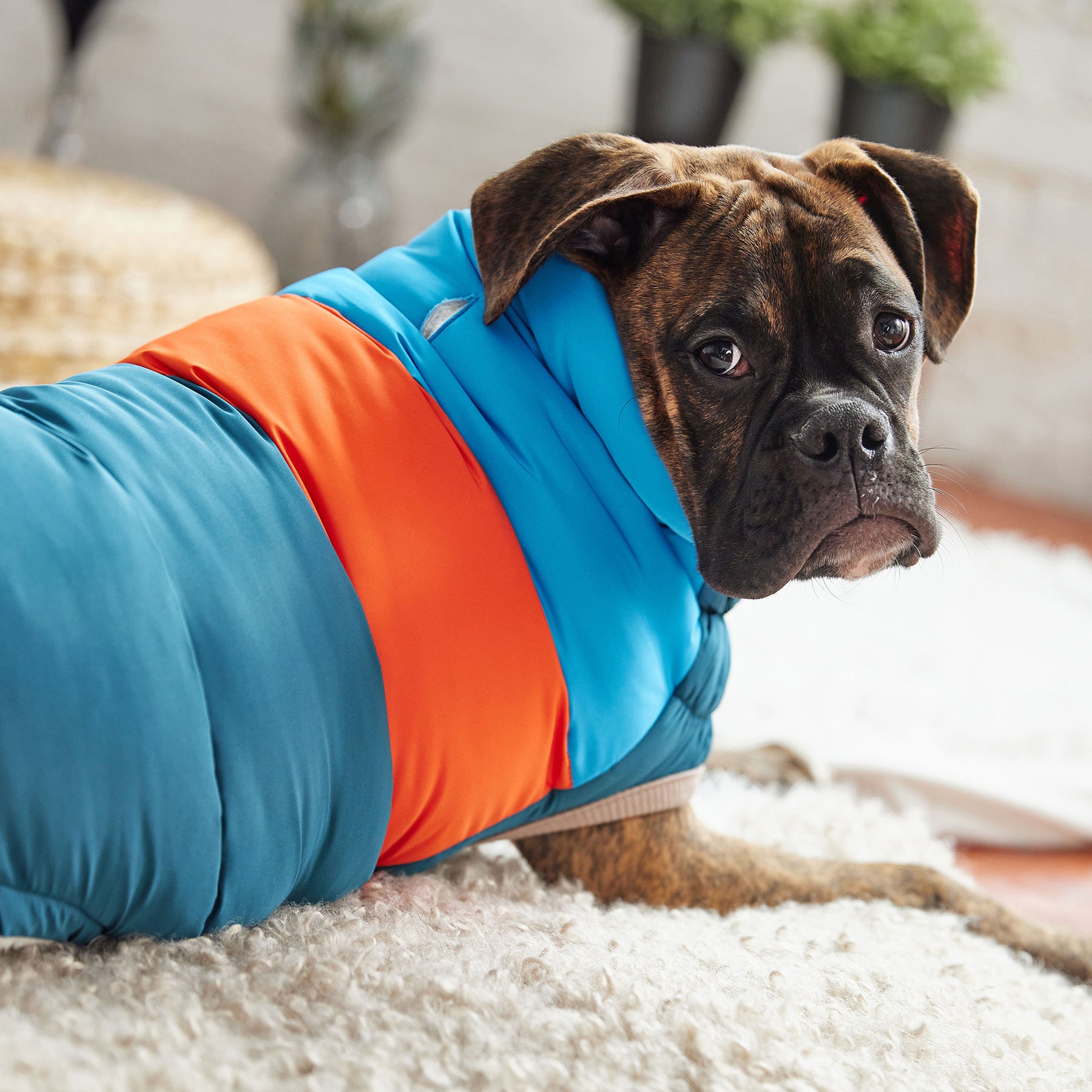 Puffer pour chien bloc de couleur | Sarcelle foncé