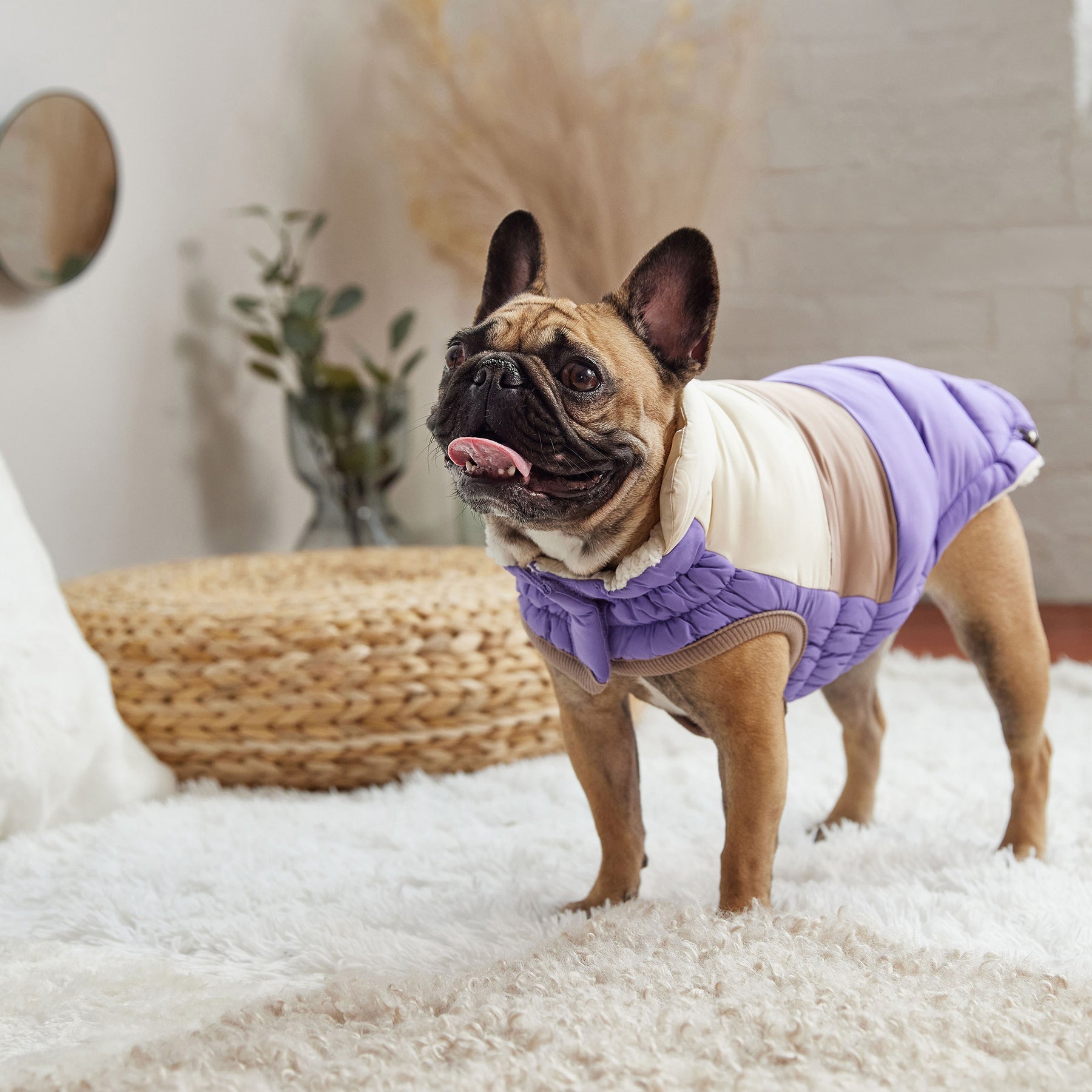 Puffer pour chien bloc de couleur | Violet