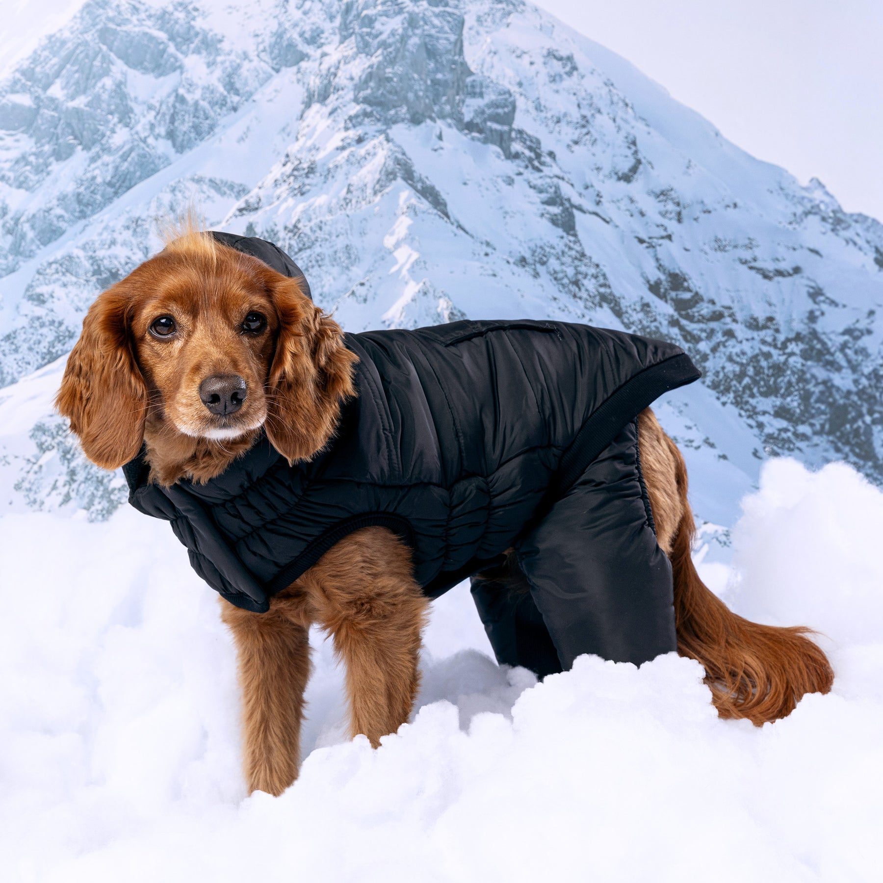 Odyssey Dog Snowsuit | Black