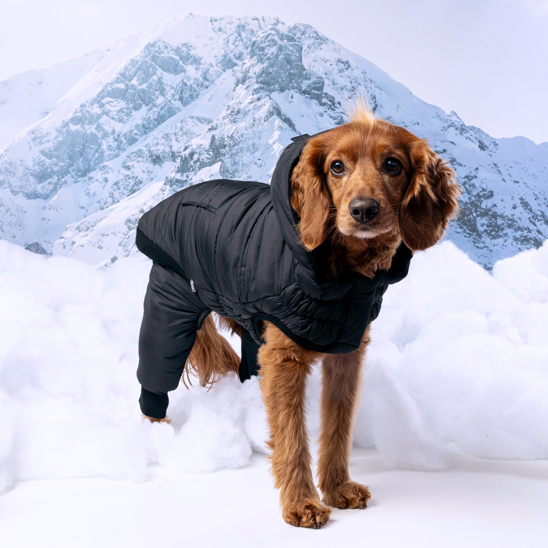 Odyssey Dog Snowsuit | Black