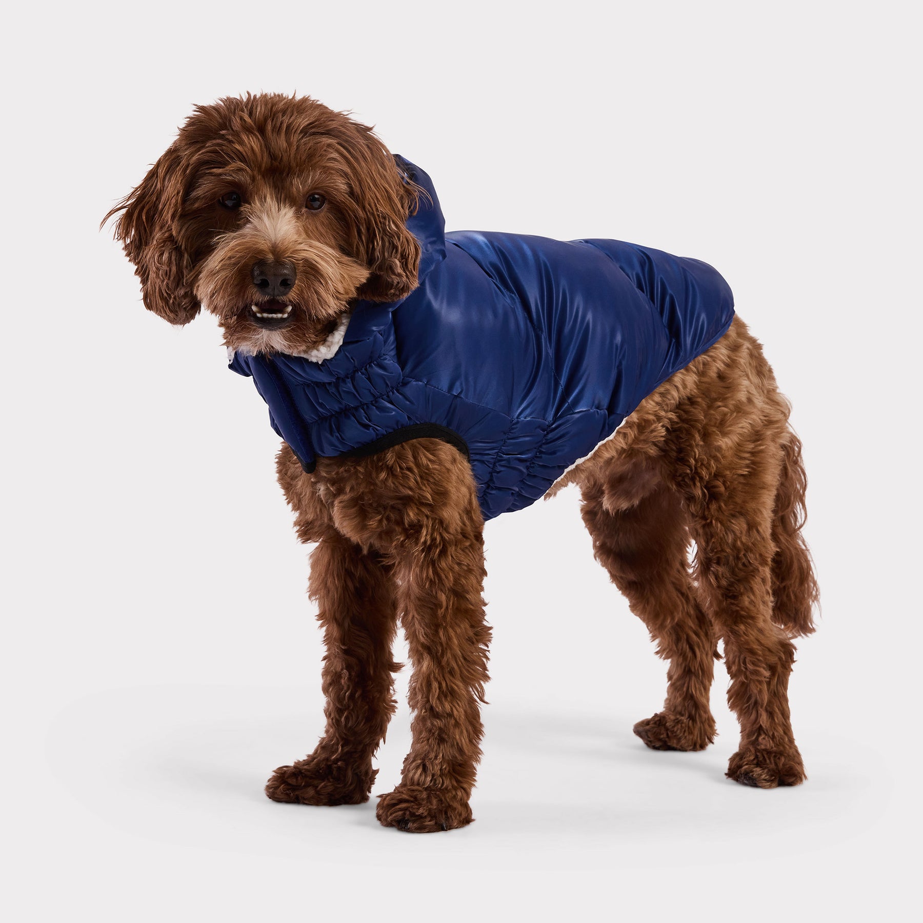 Lunar Glow Dog Parka | Blue