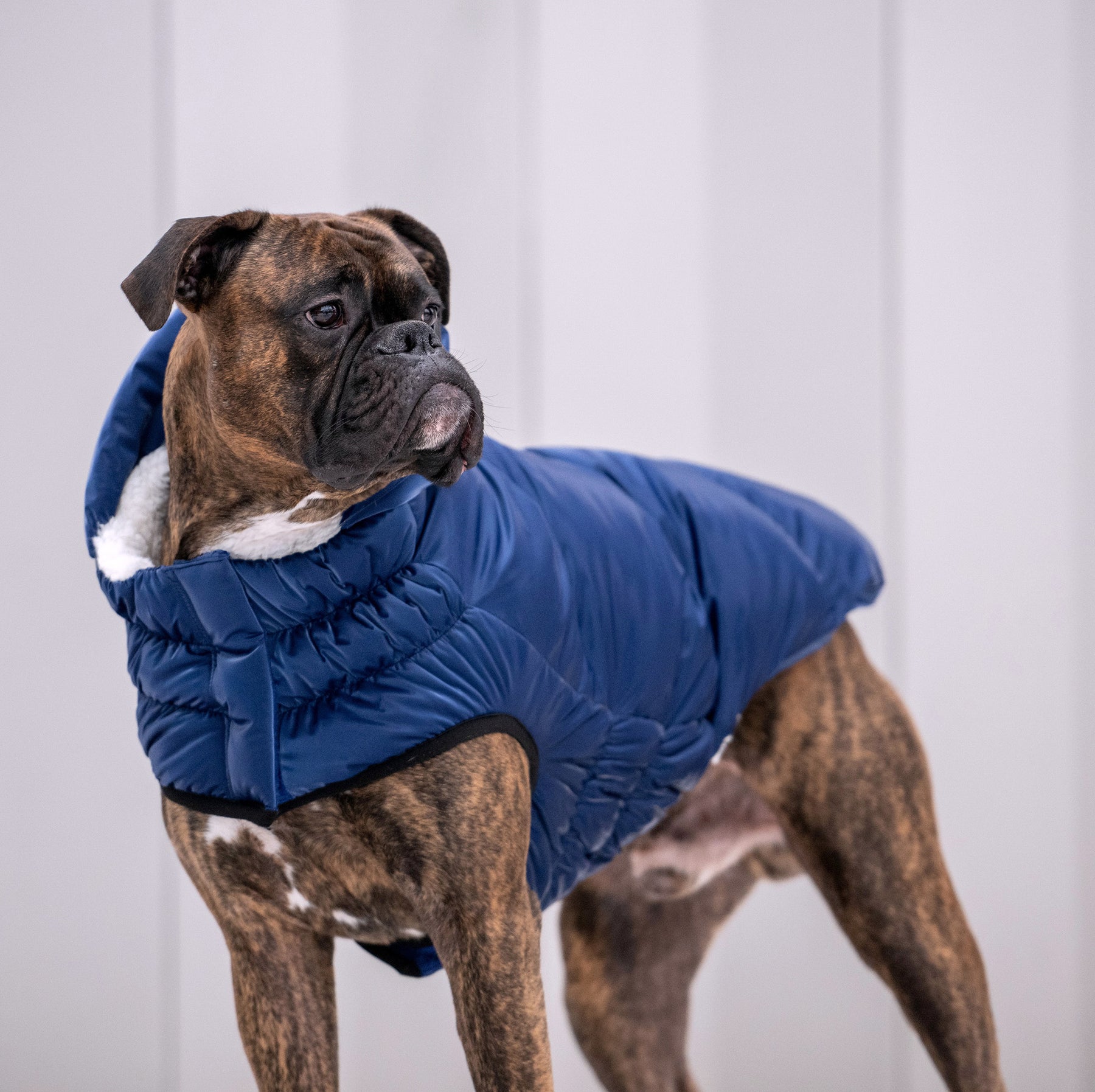 Lunar Glow Dog Parka | Blue