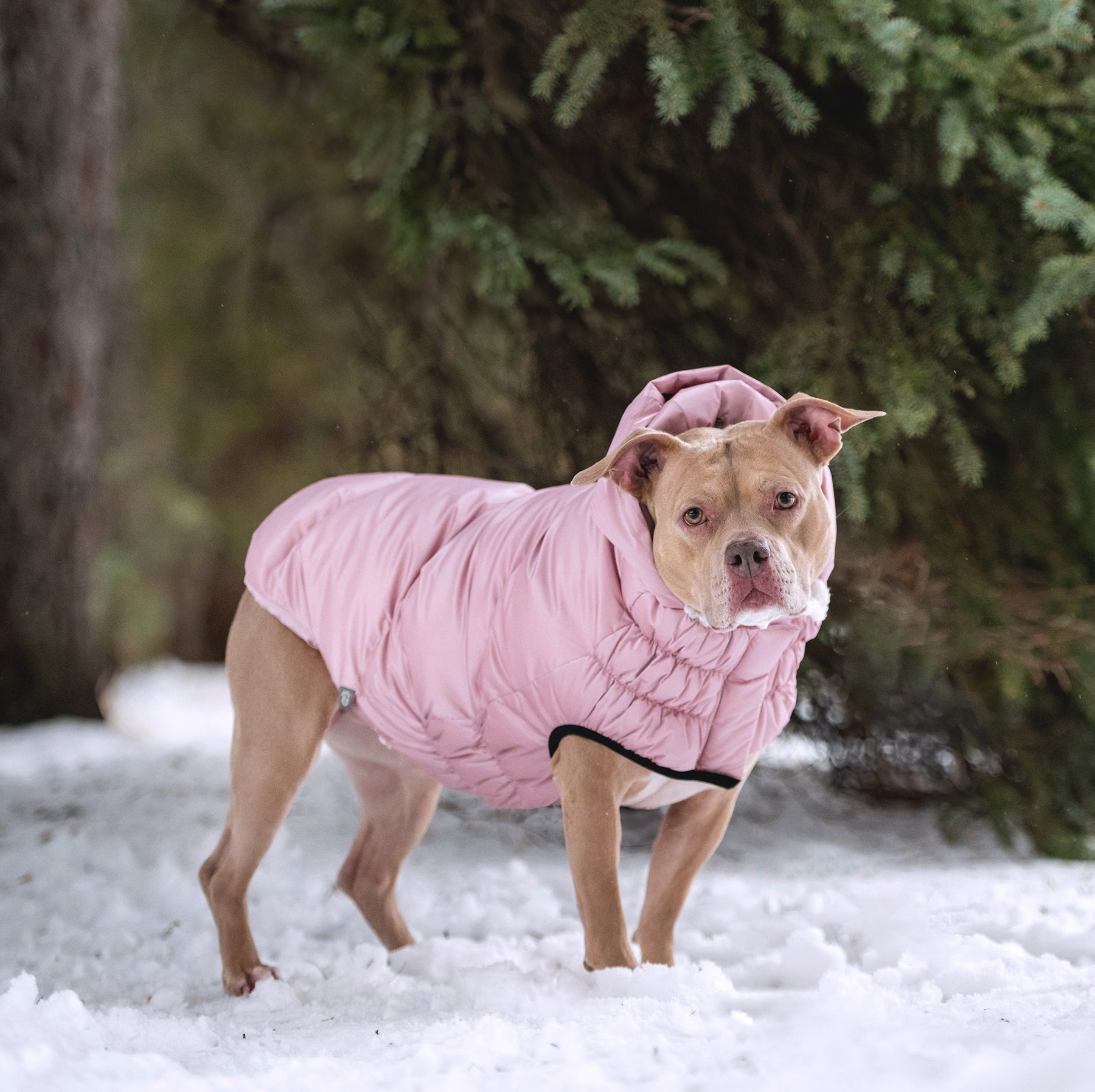 Lunar Glow Dog Parka | Pink