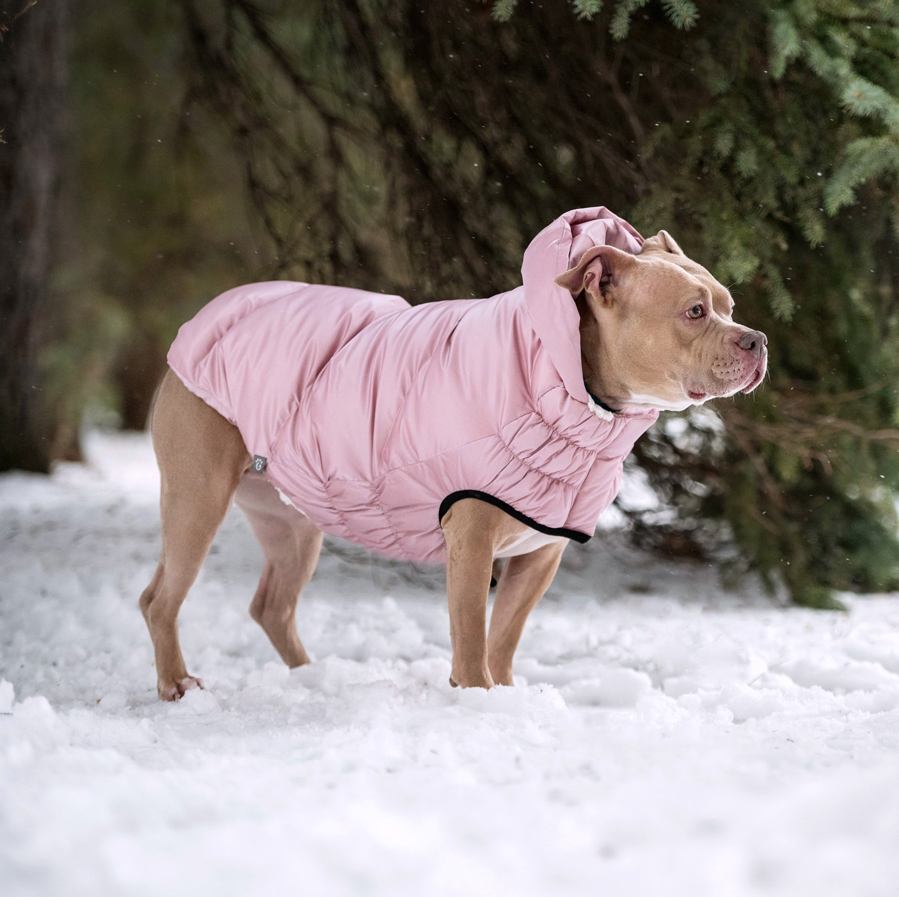 Lunar Glow Dog Parka | Pink