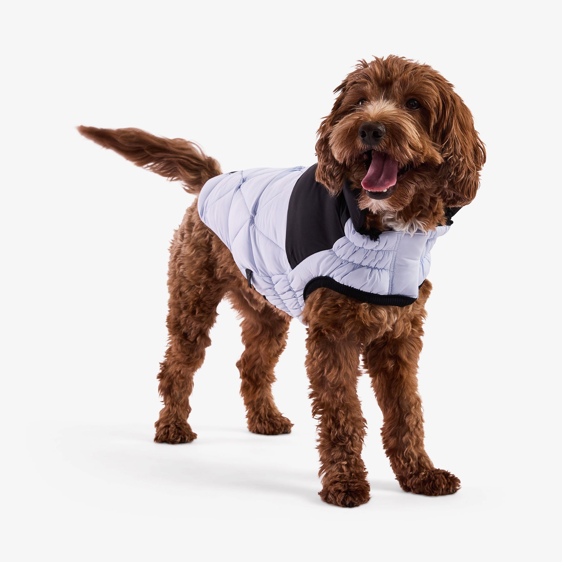 Diamond Dog Puffer | Blue