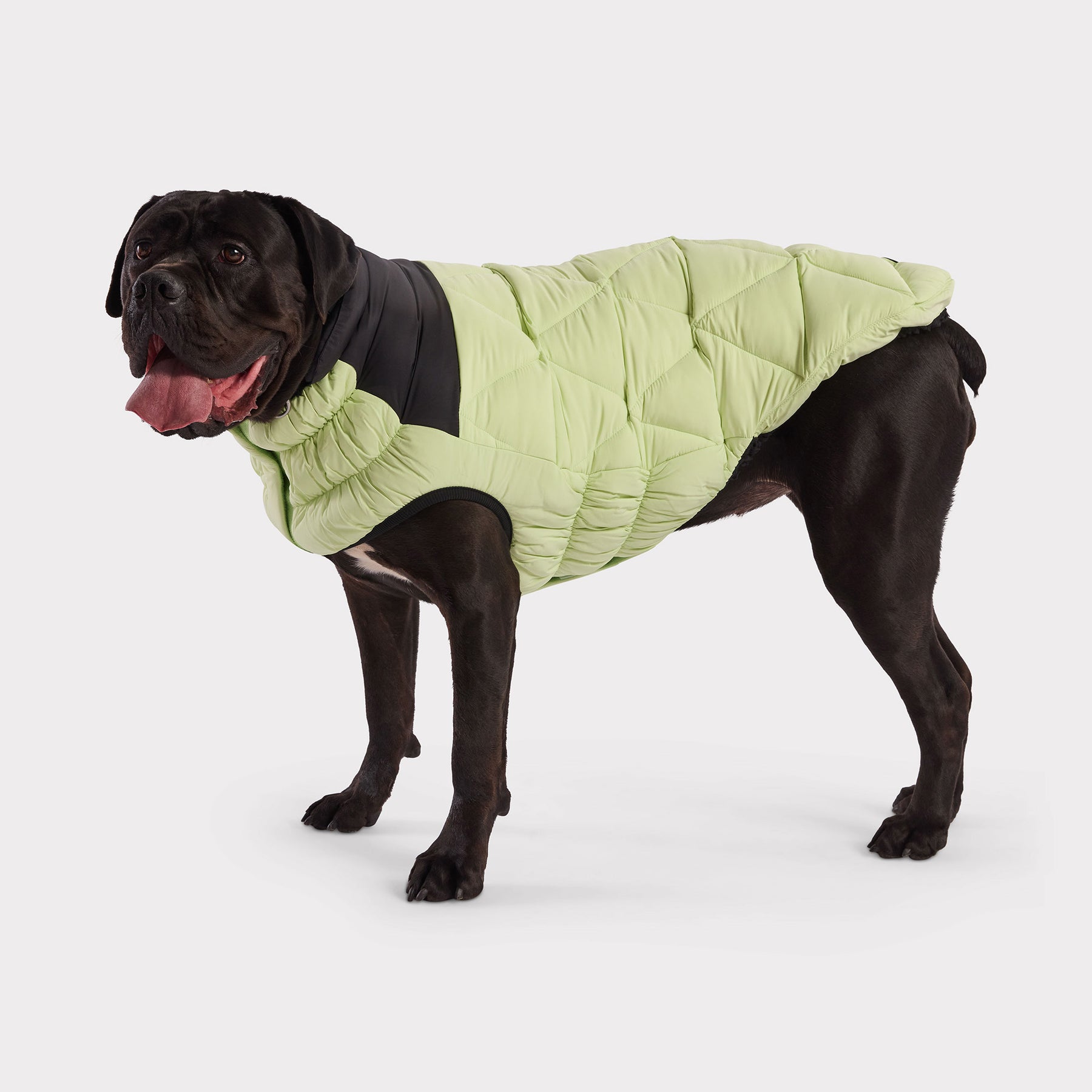 Diamond Dog Puffer | Green