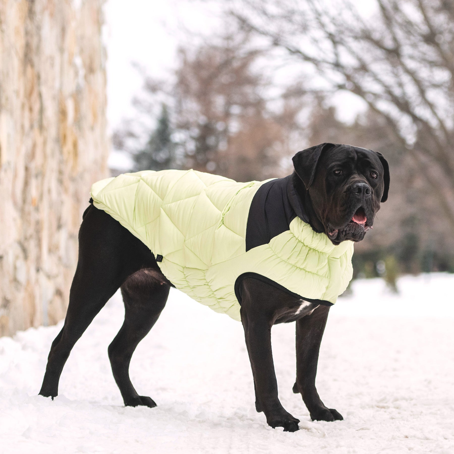 Diamond Dog Puffer | Green