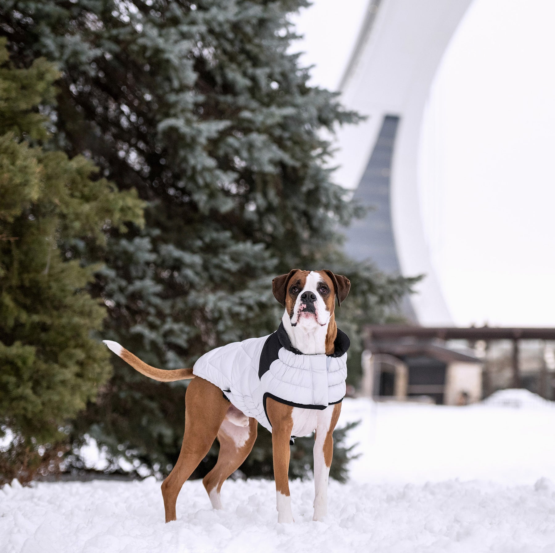 Diamond Dog Puffer | Grey