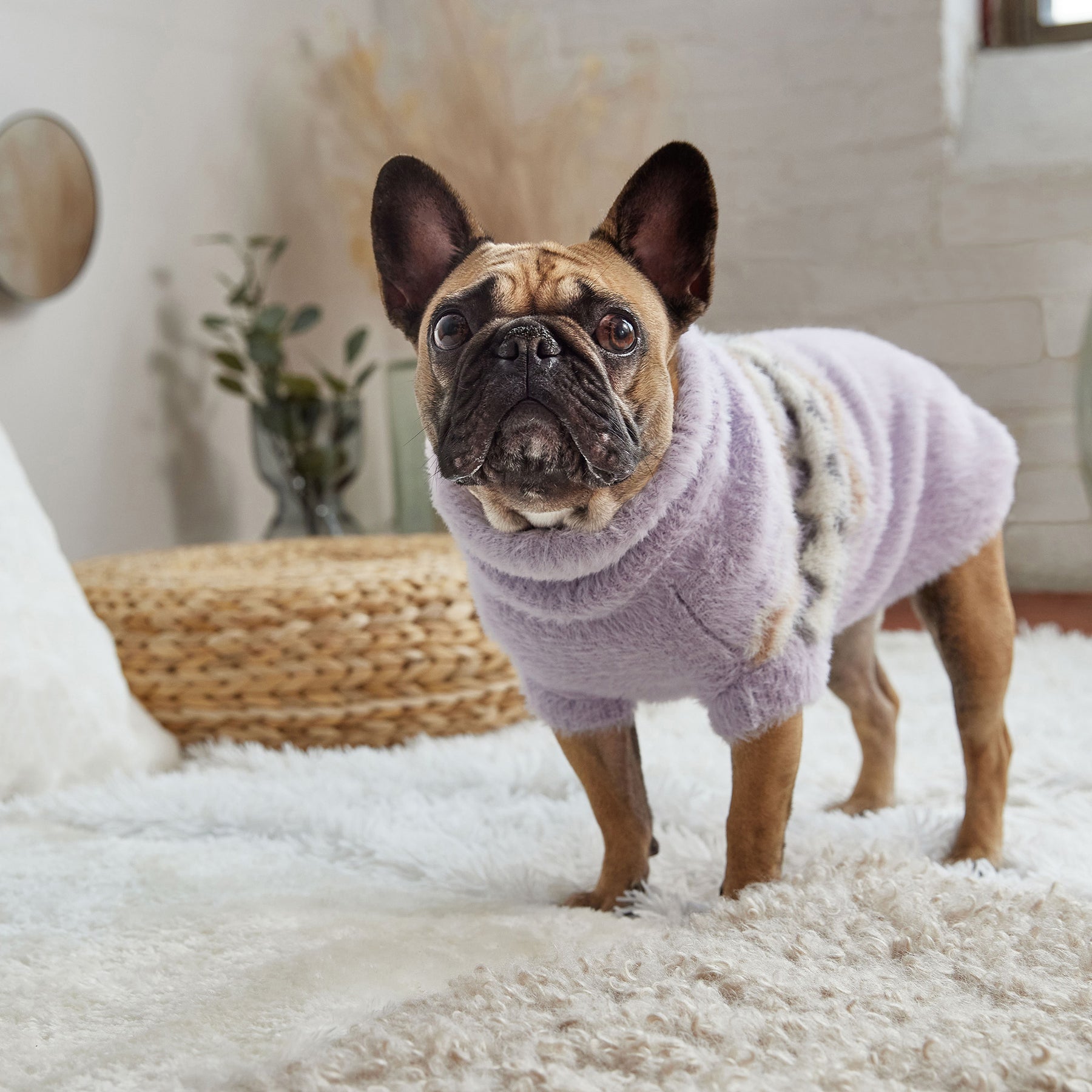 Pull pour chien flou | Lavande