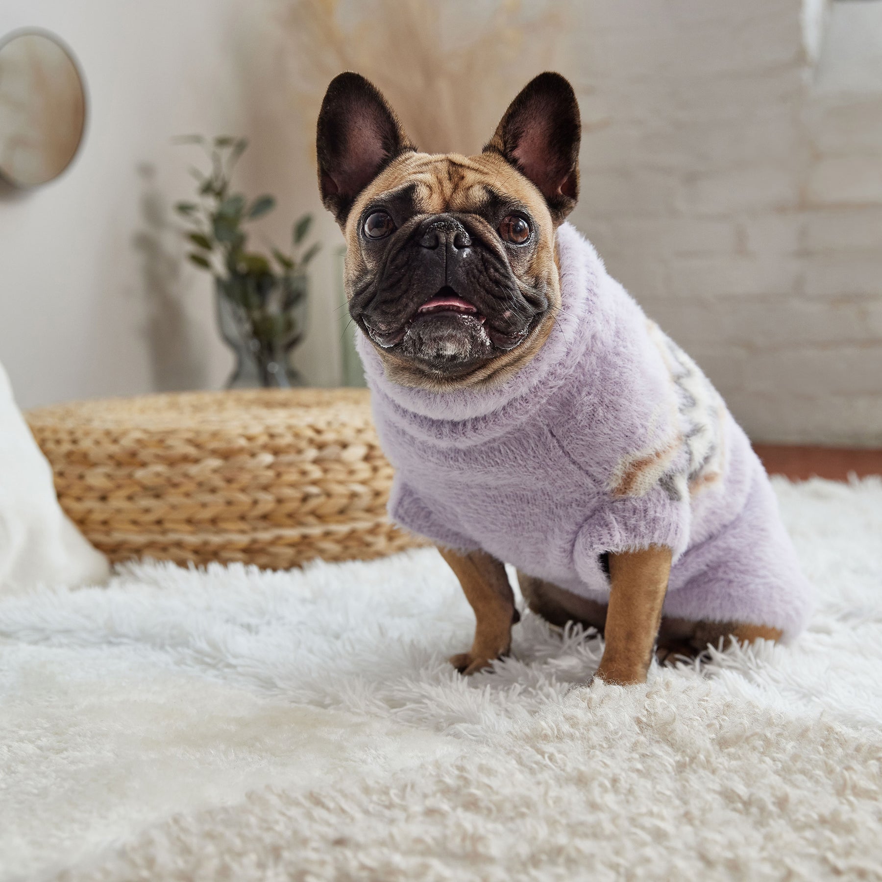 Pull pour chien flou | Lavande