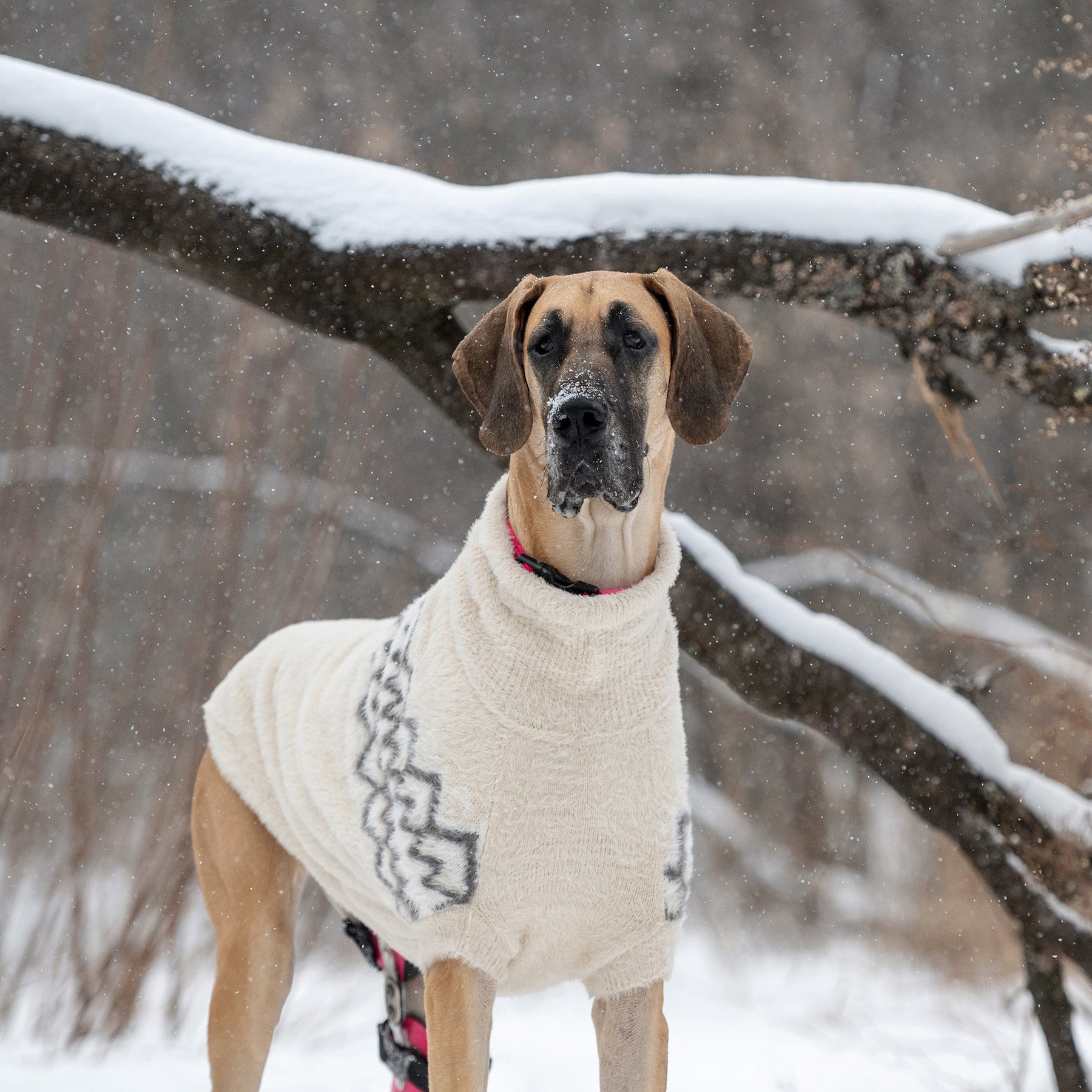 Fuzzy Dog Sweater | Sand