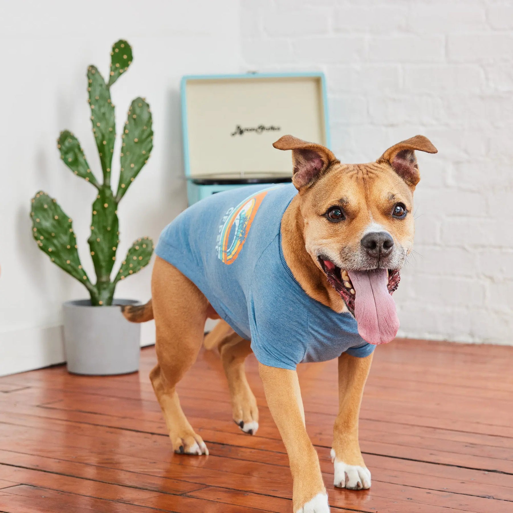 Graphic Tee Dog T-Shirt | Heather Blue GF PET Apparel GF Pet Official Online Store