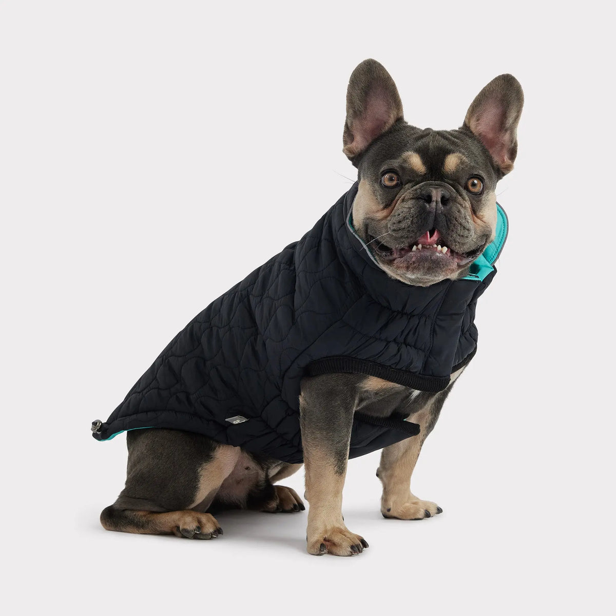 Reversible Chalet Dog Jacket | Black / Neon Aqua GF PET Apparel GF Pet Official Online Store