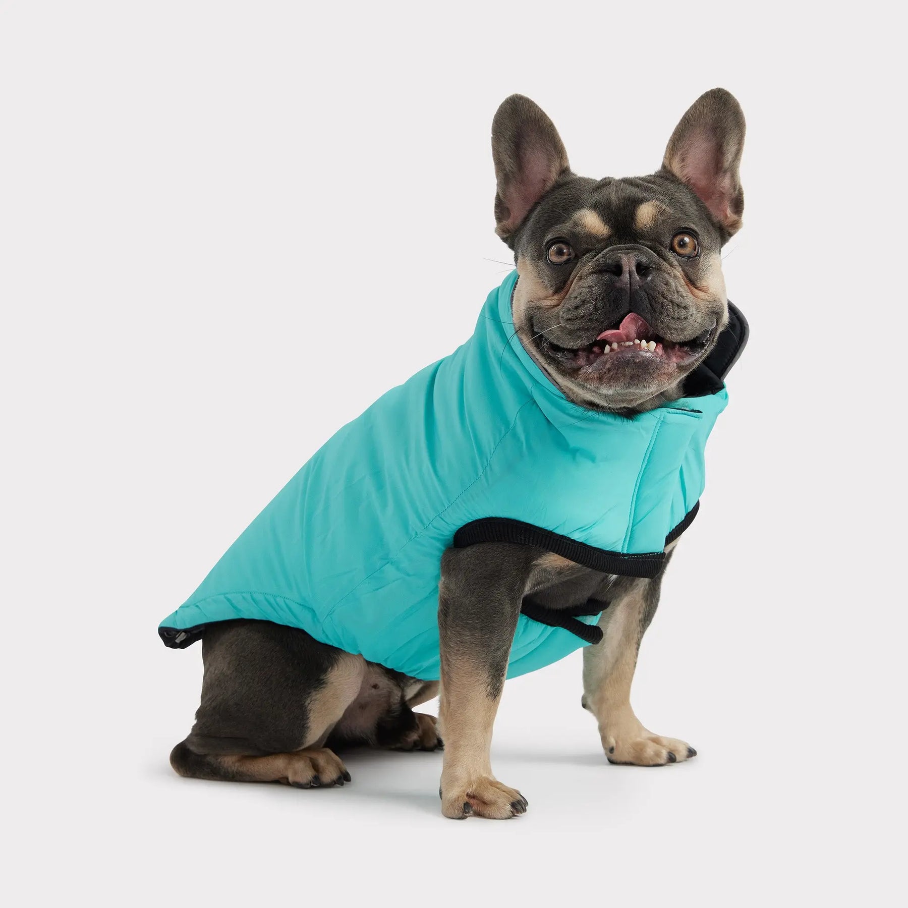 Reversible Chalet Dog Jacket | Black / Neon Aqua GF PET Apparel GF Pet Official Online Store