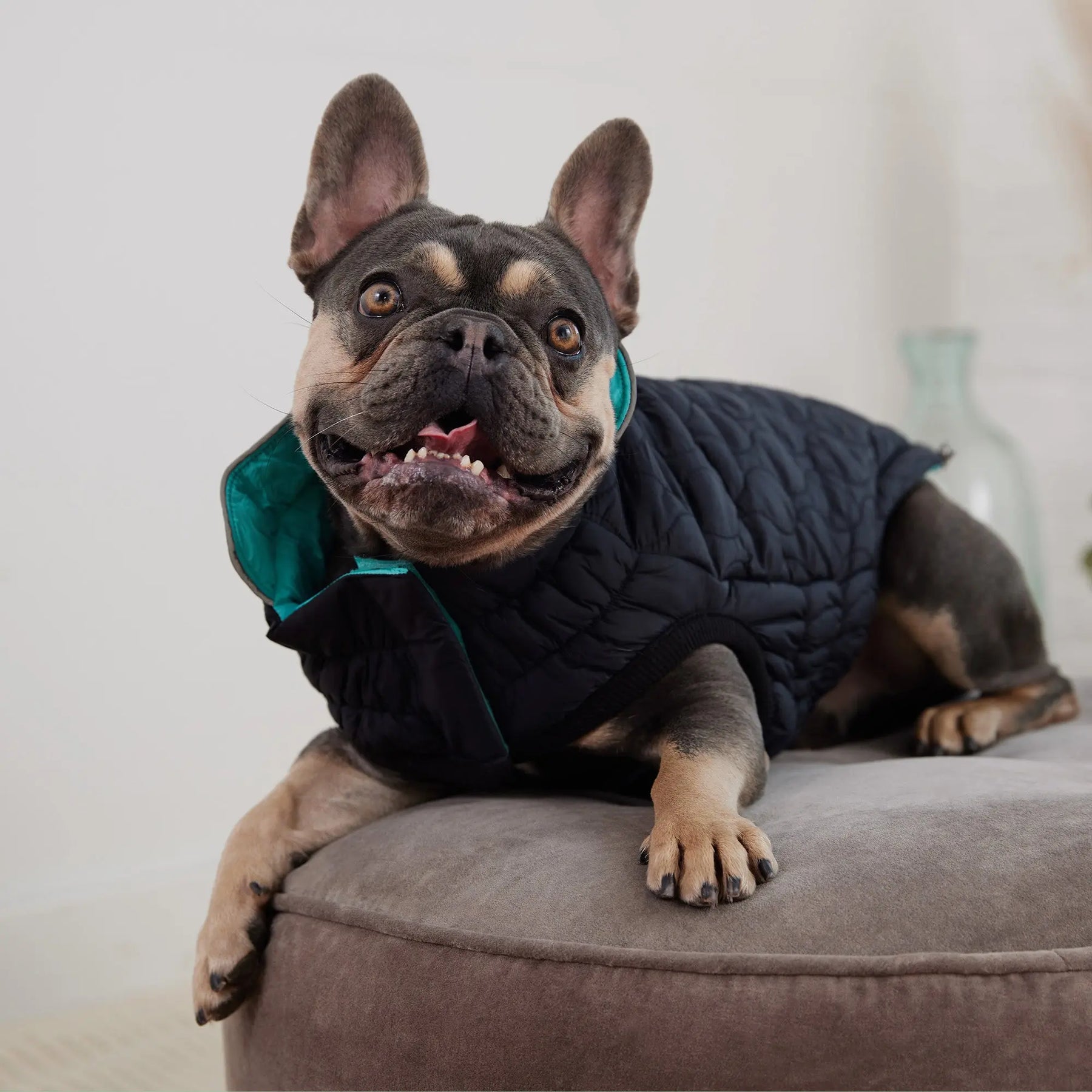 Reversible Chalet Dog Jacket | Black / Neon Aqua GF PET Apparel GF Pet Official Online Store