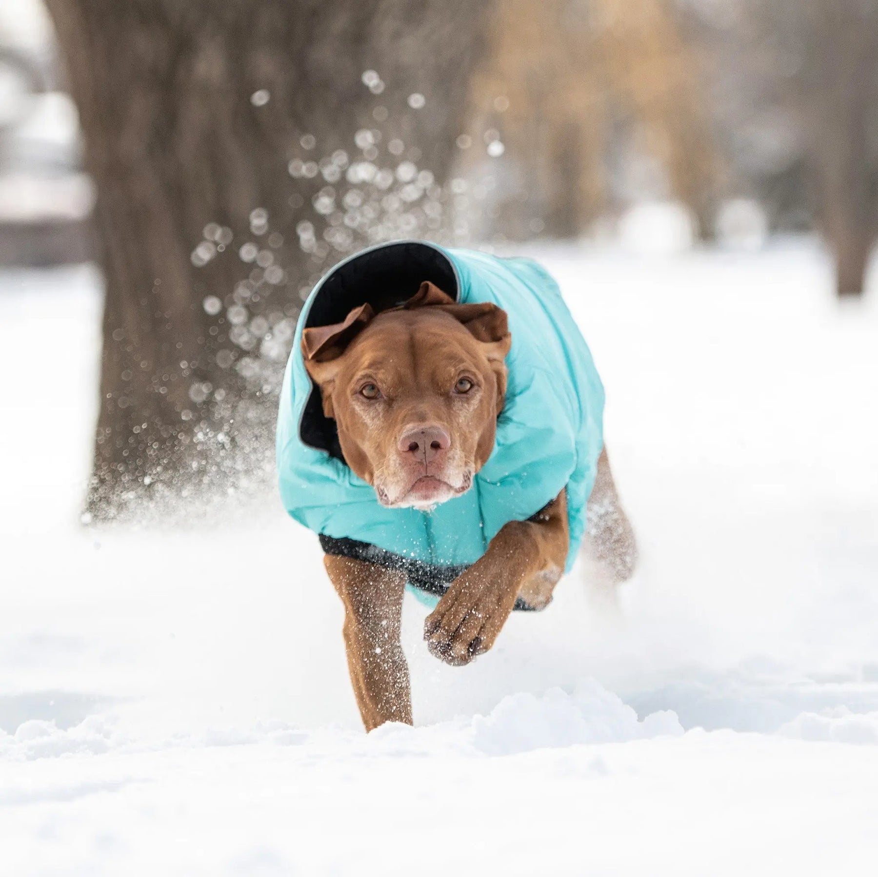 Reversible Chalet Dog Jacket | Black / Neon Aqua GF PET Apparel GF Pet Official Online Store