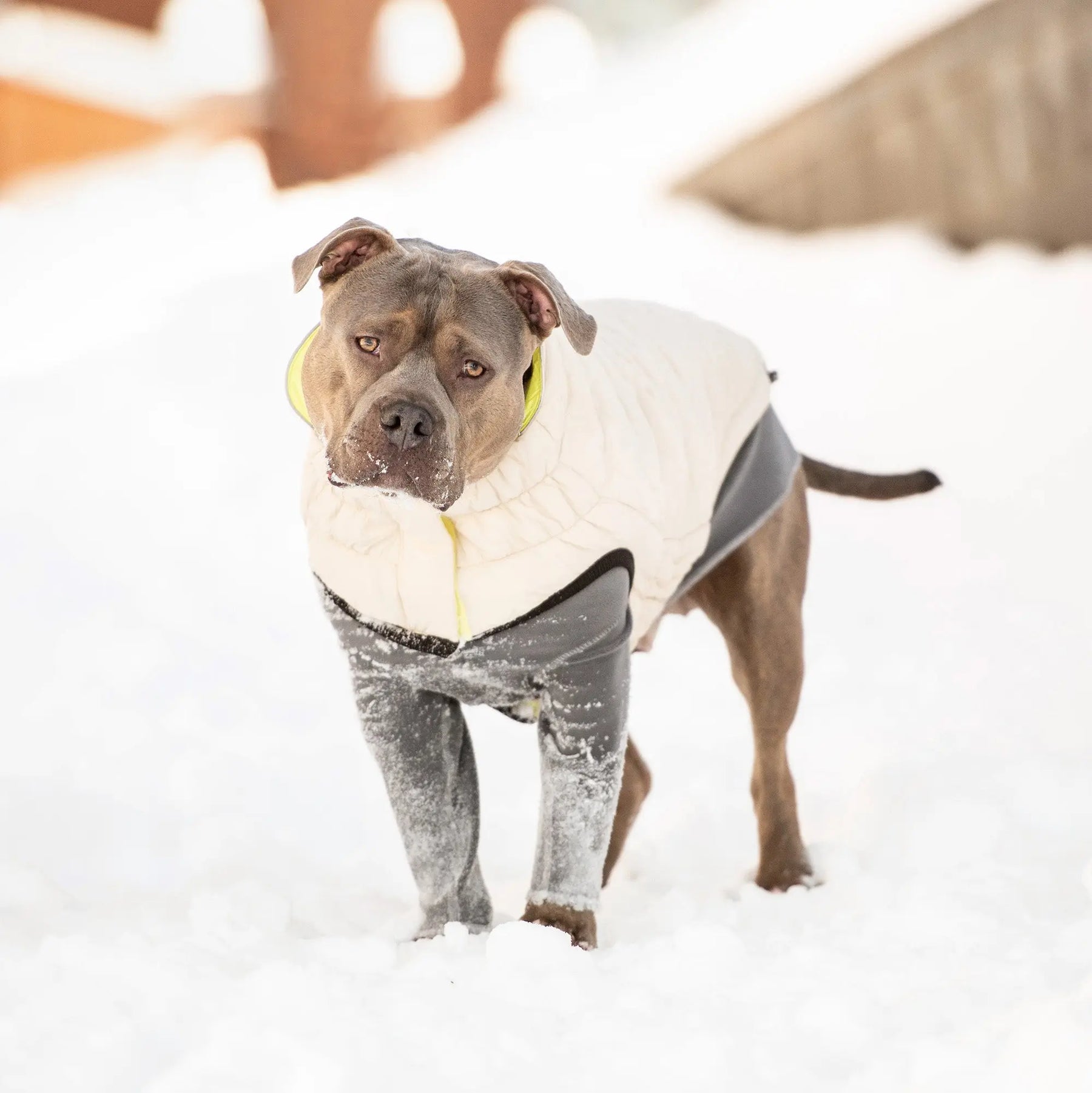 Reversible Chalet Dog Jacket | Sand / Neon Yellow GF PET Apparel GF Pet Official Online Store