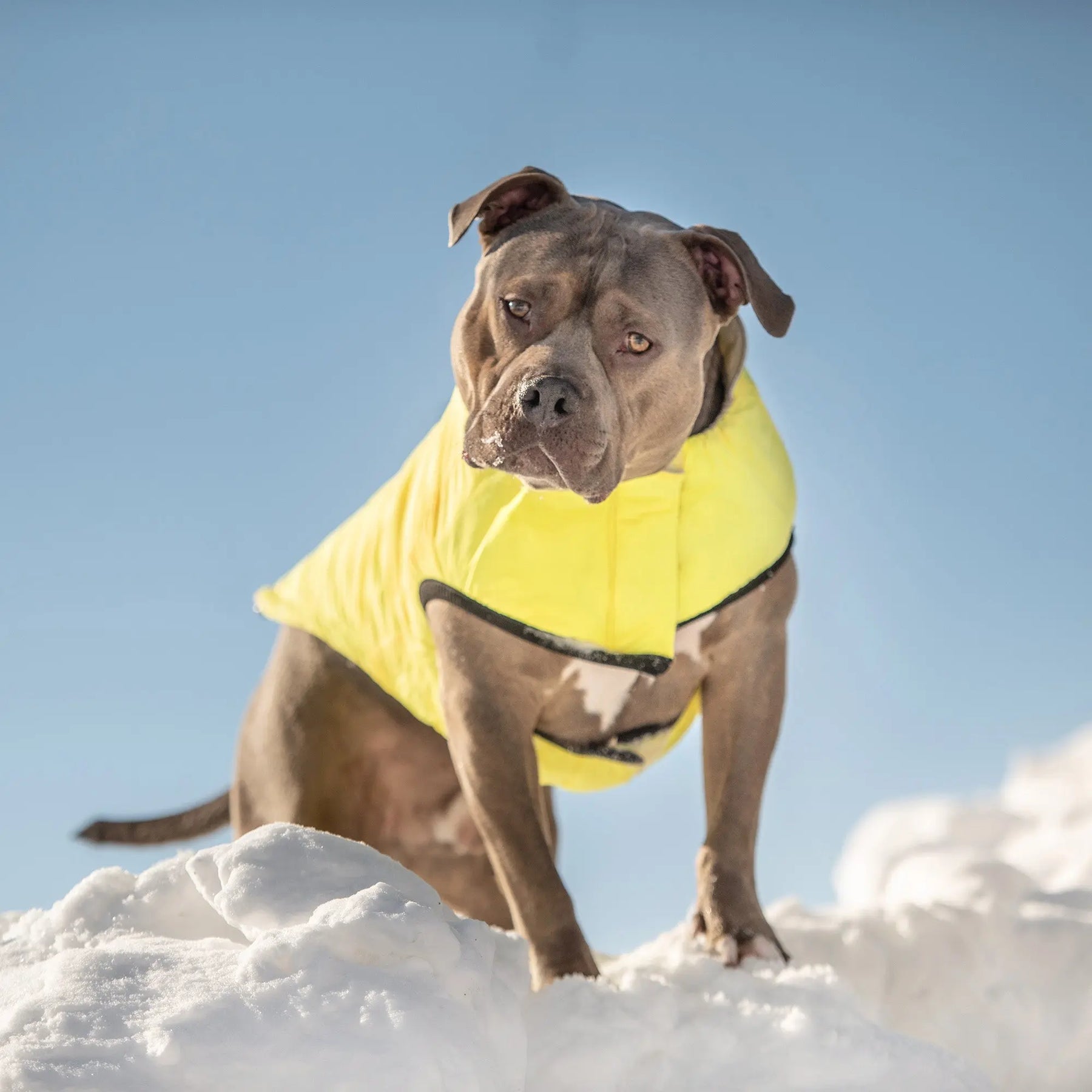 Reversible Chalet Dog Jacket | Sand / Neon Yellow GF PET Apparel GF Pet Official Online Store