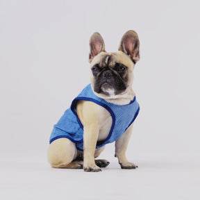 Elasto-Fit® Ice Vest® | Dog Cooling Vest | Blue